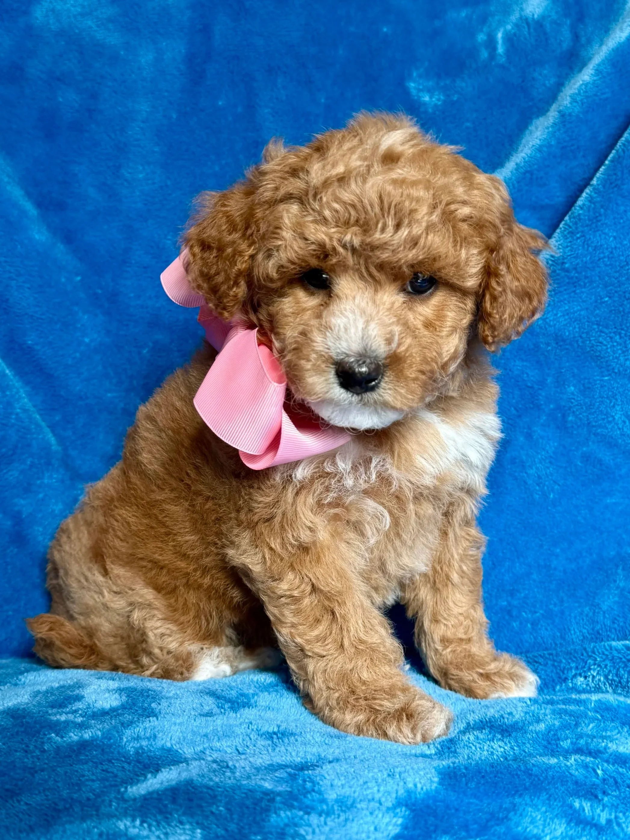 FEMALE GOLDENDOODLE PUPPY
