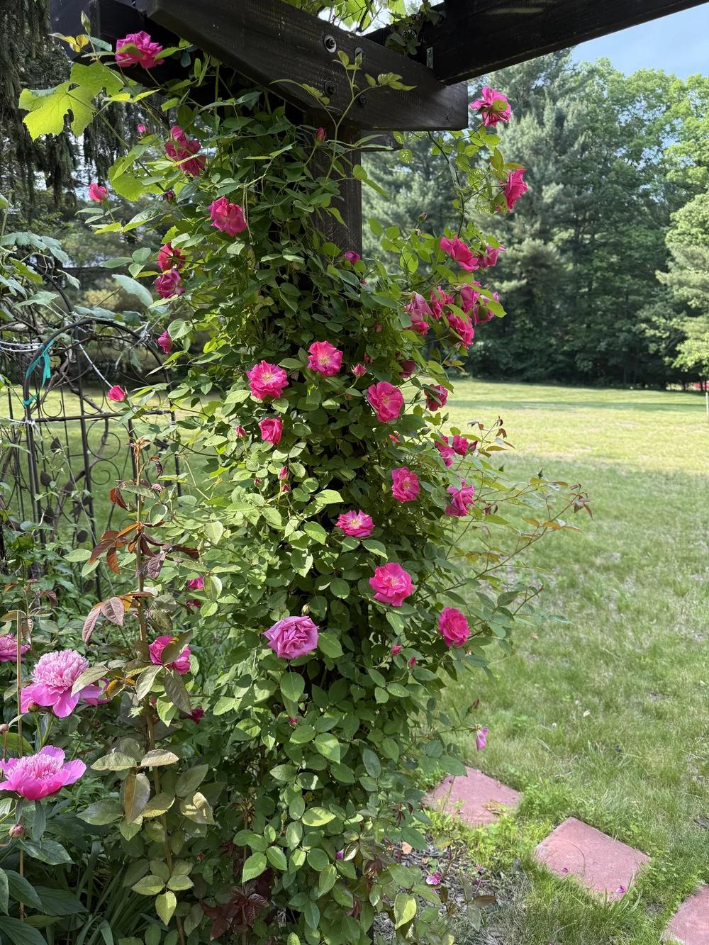 IMG_0336.jpeg