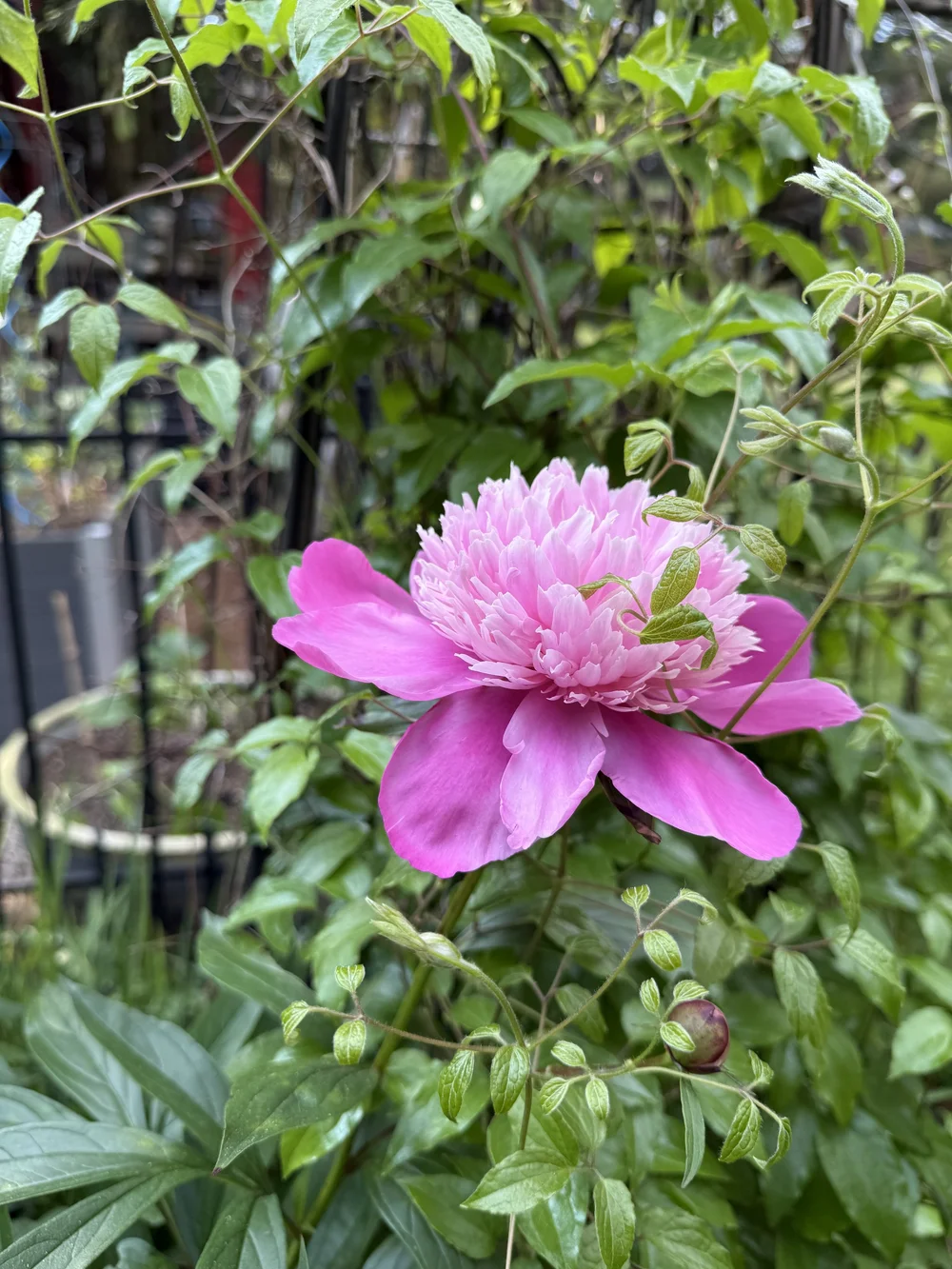 IMG_0341.jpeg