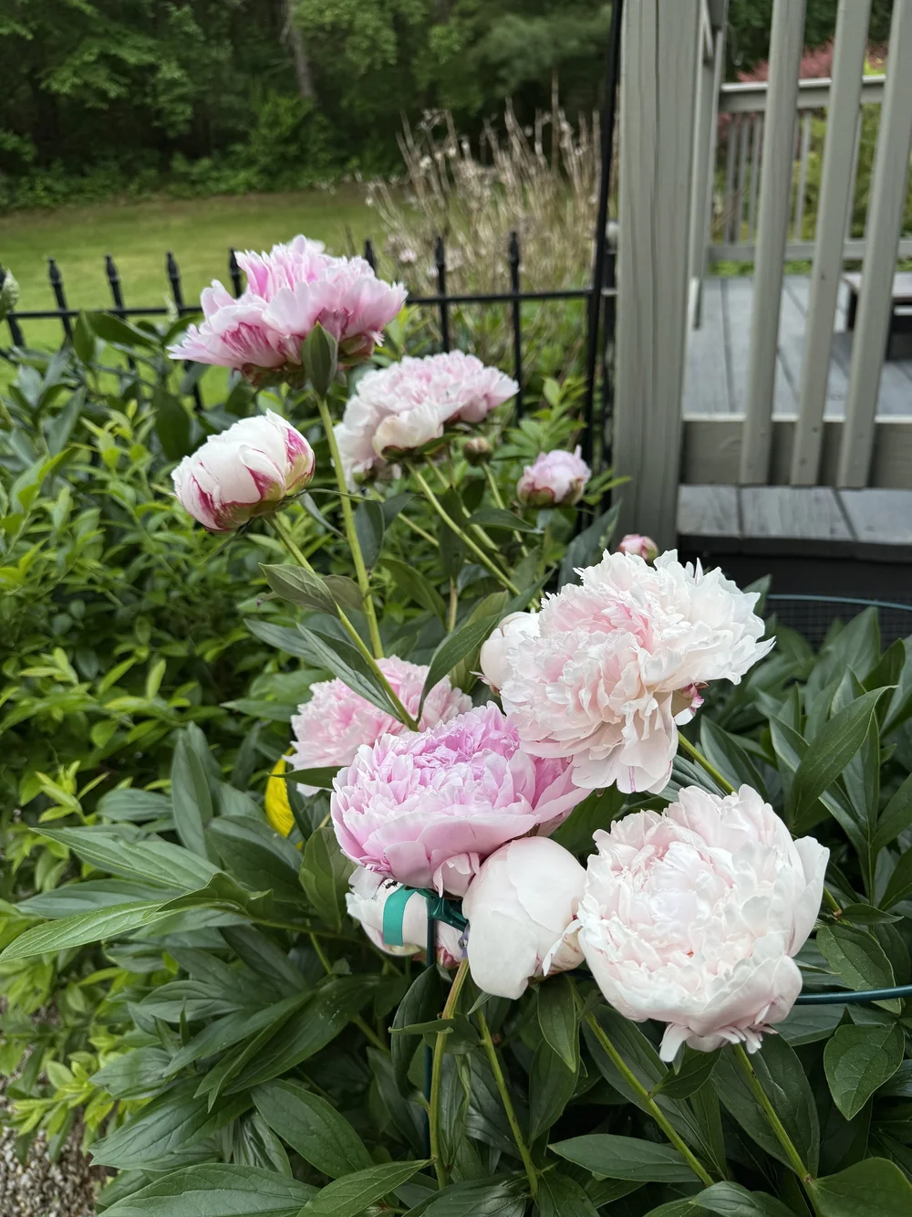 IMG_0343.jpeg