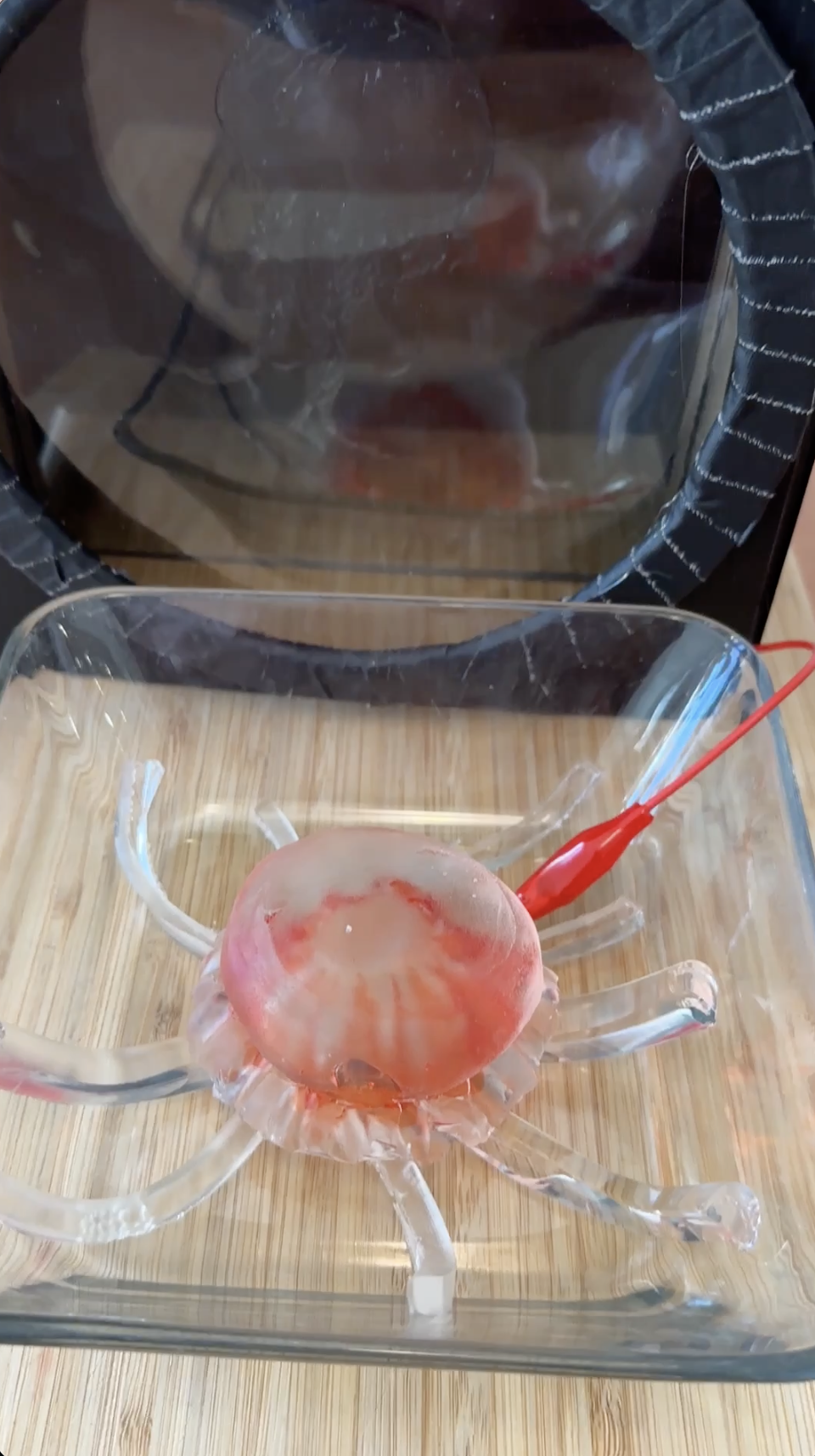 Interactive Jellyfish Exhibit