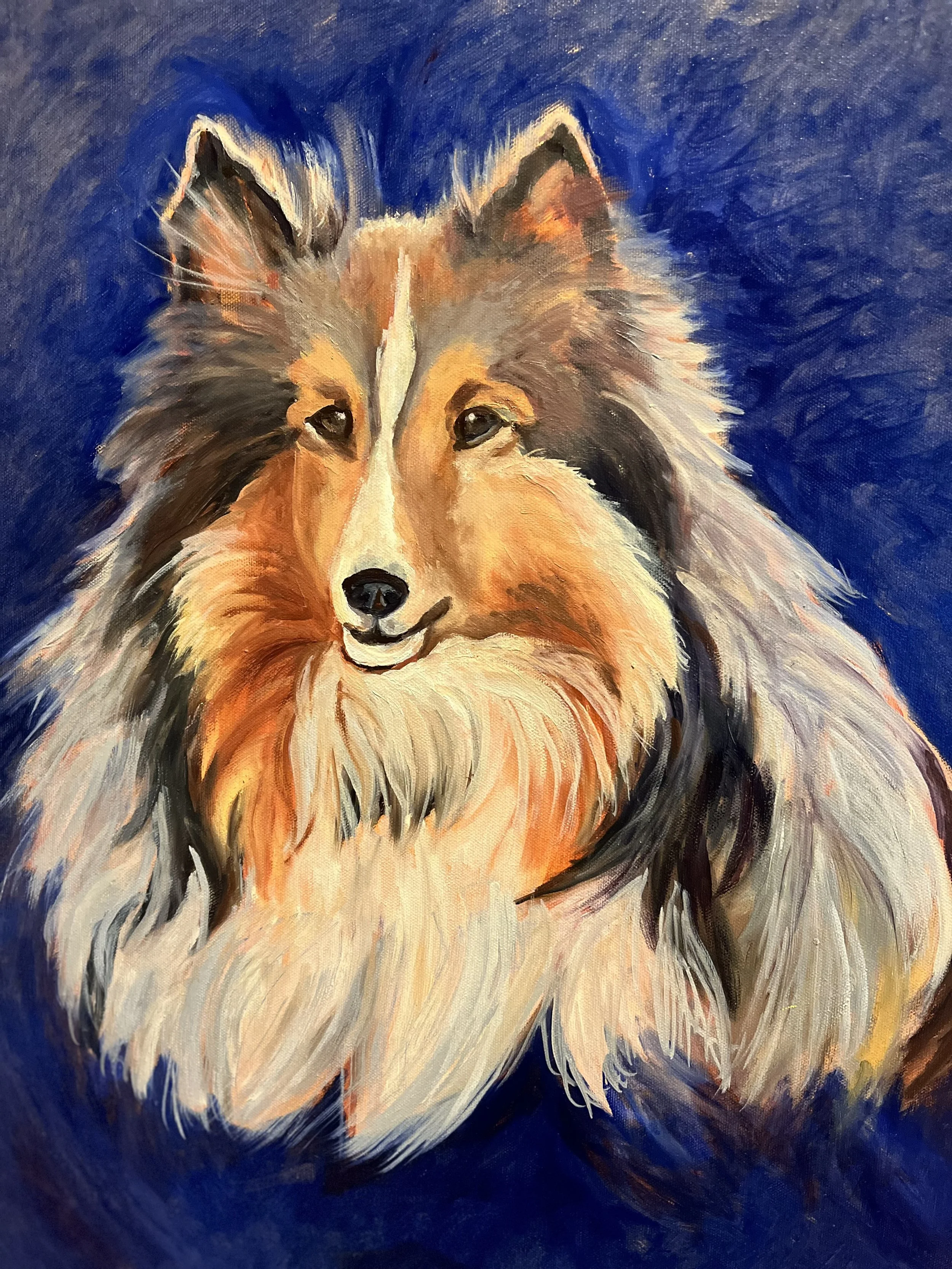Millie, My Sheltie, 24 x 24, oil, Pet Commissions Available
