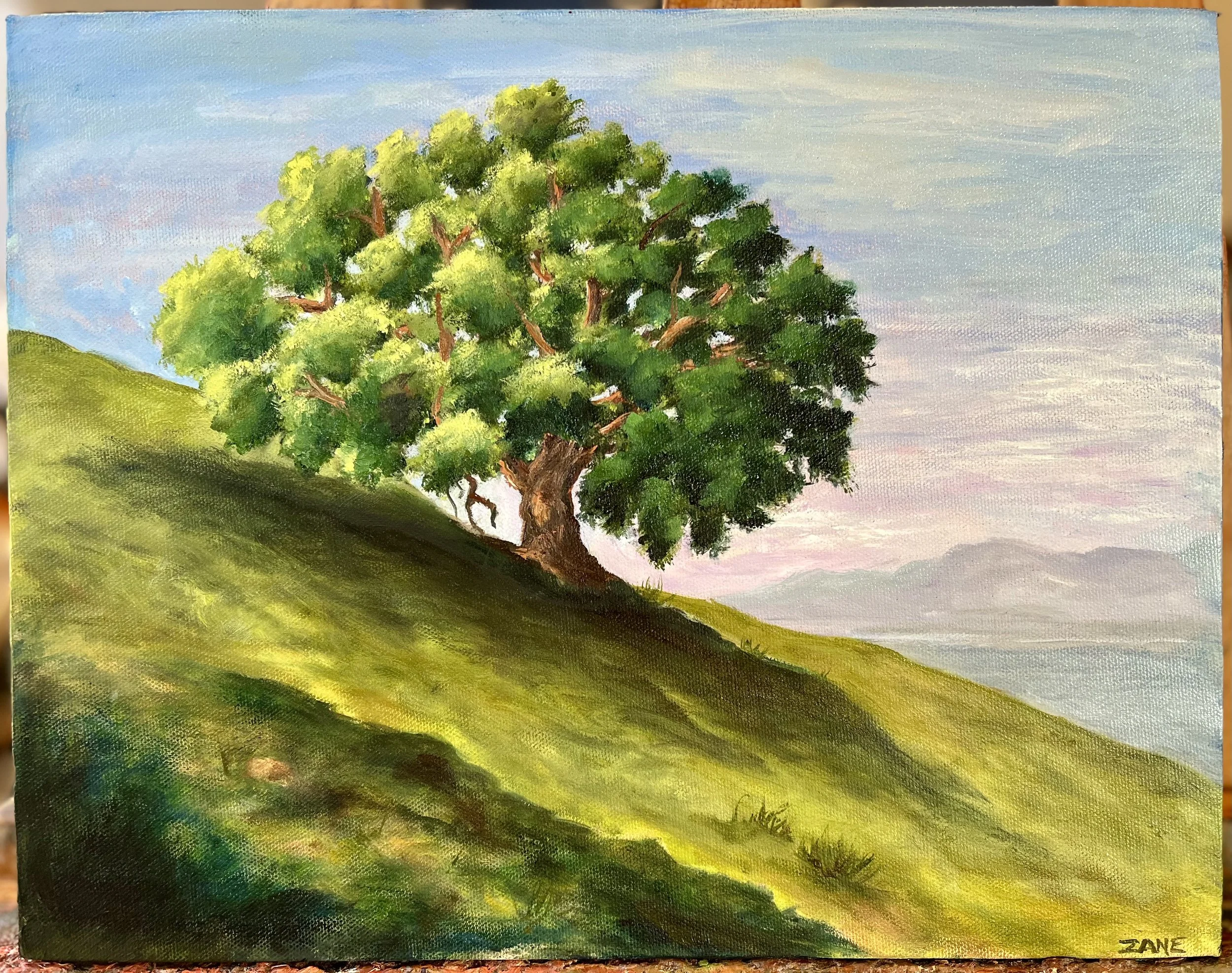 Taylor Mountain Oak, 16 x 12, oil, SOLD
