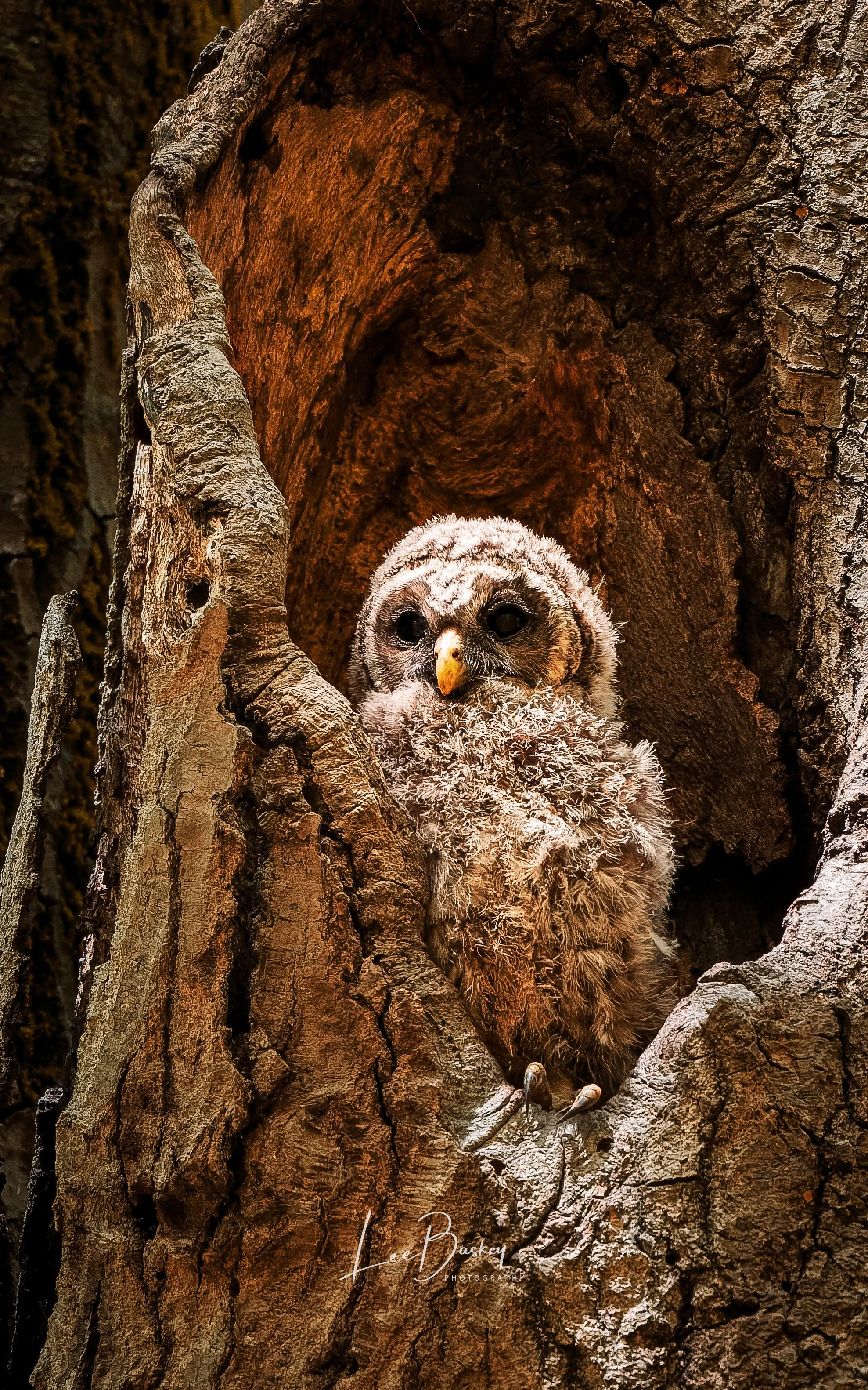260506_OWLET_0249-Web.jpg