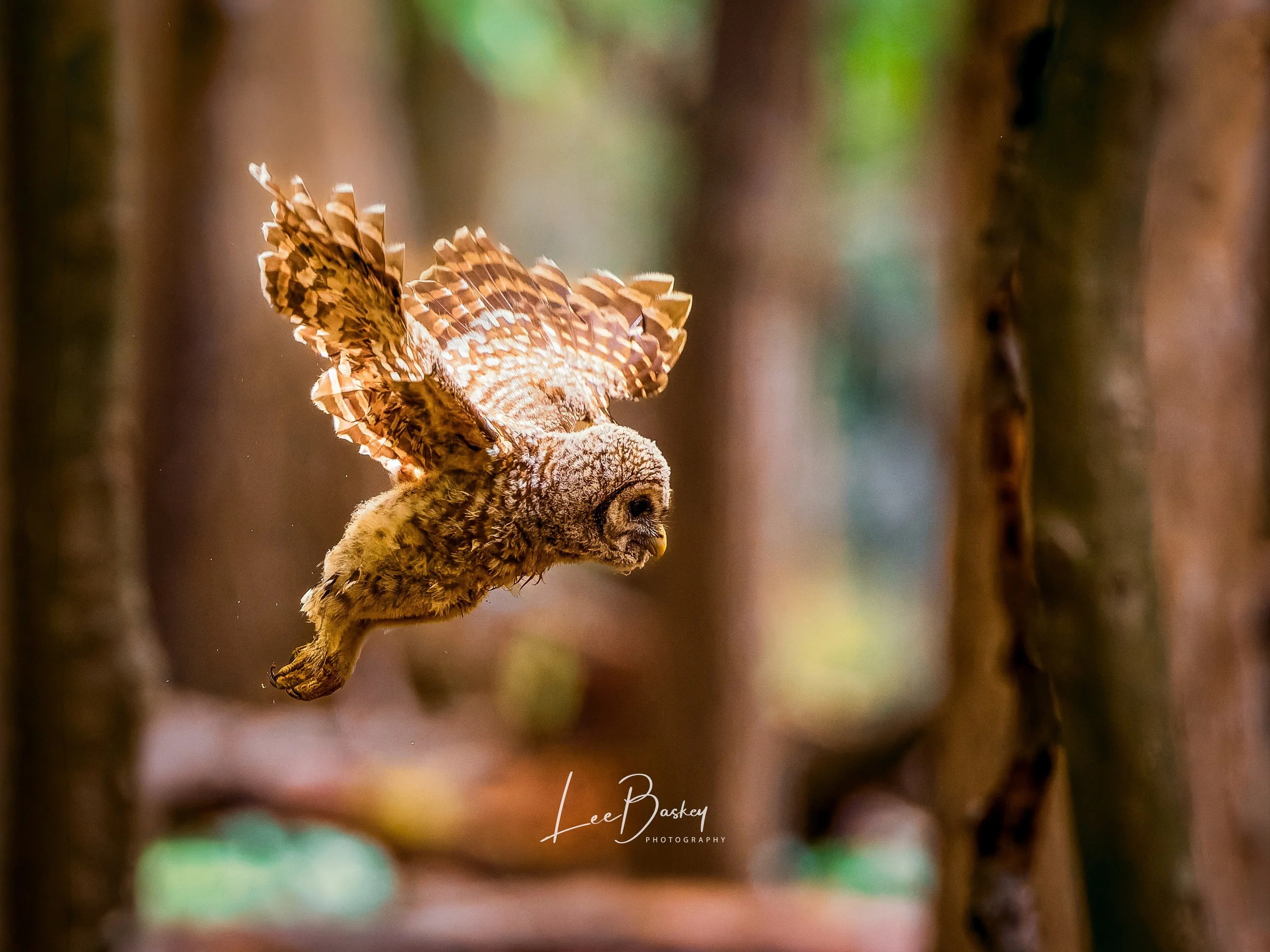 260506_OWLET_0574-Web.jpg
