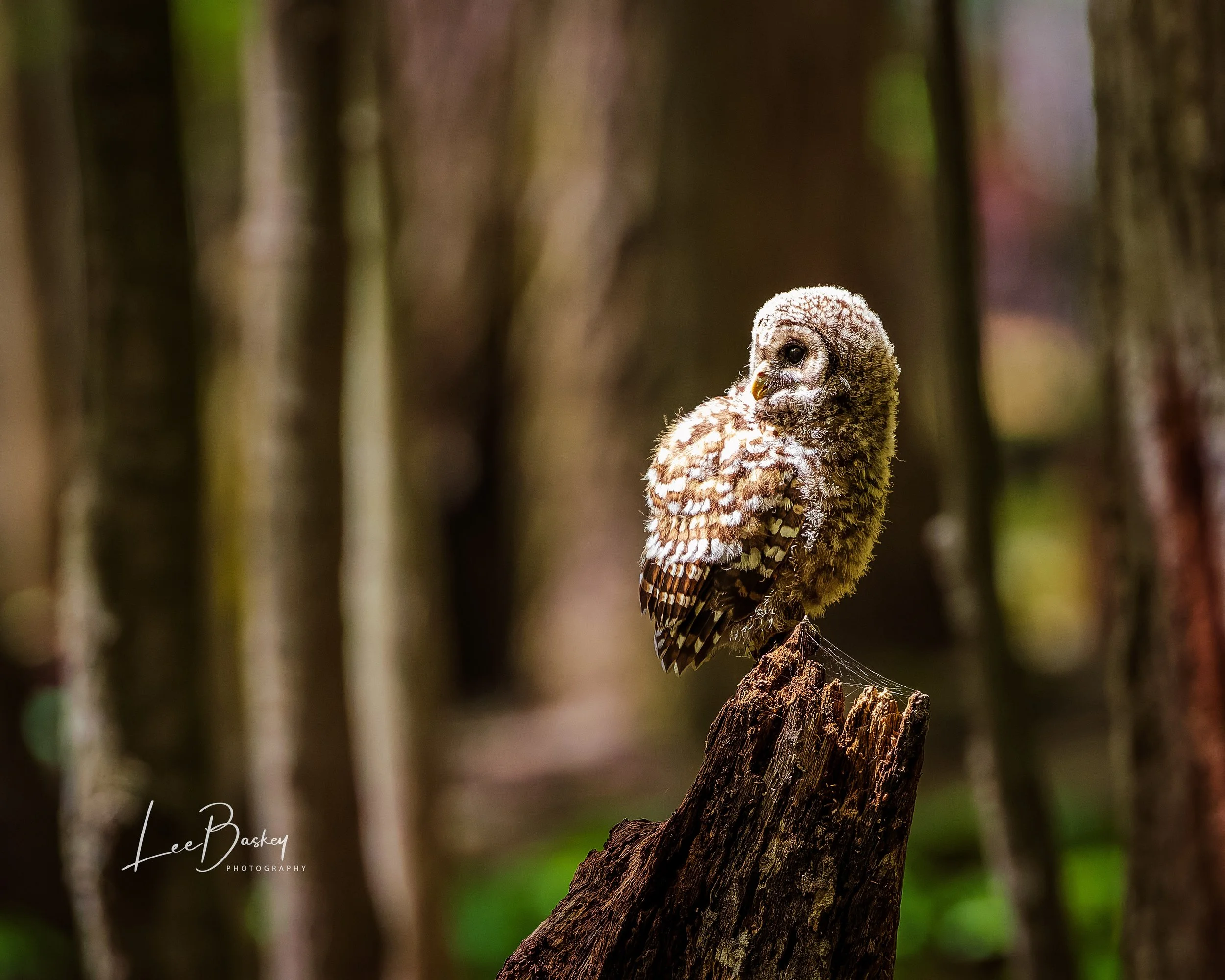260506_OWLET_0569-Web.jpg