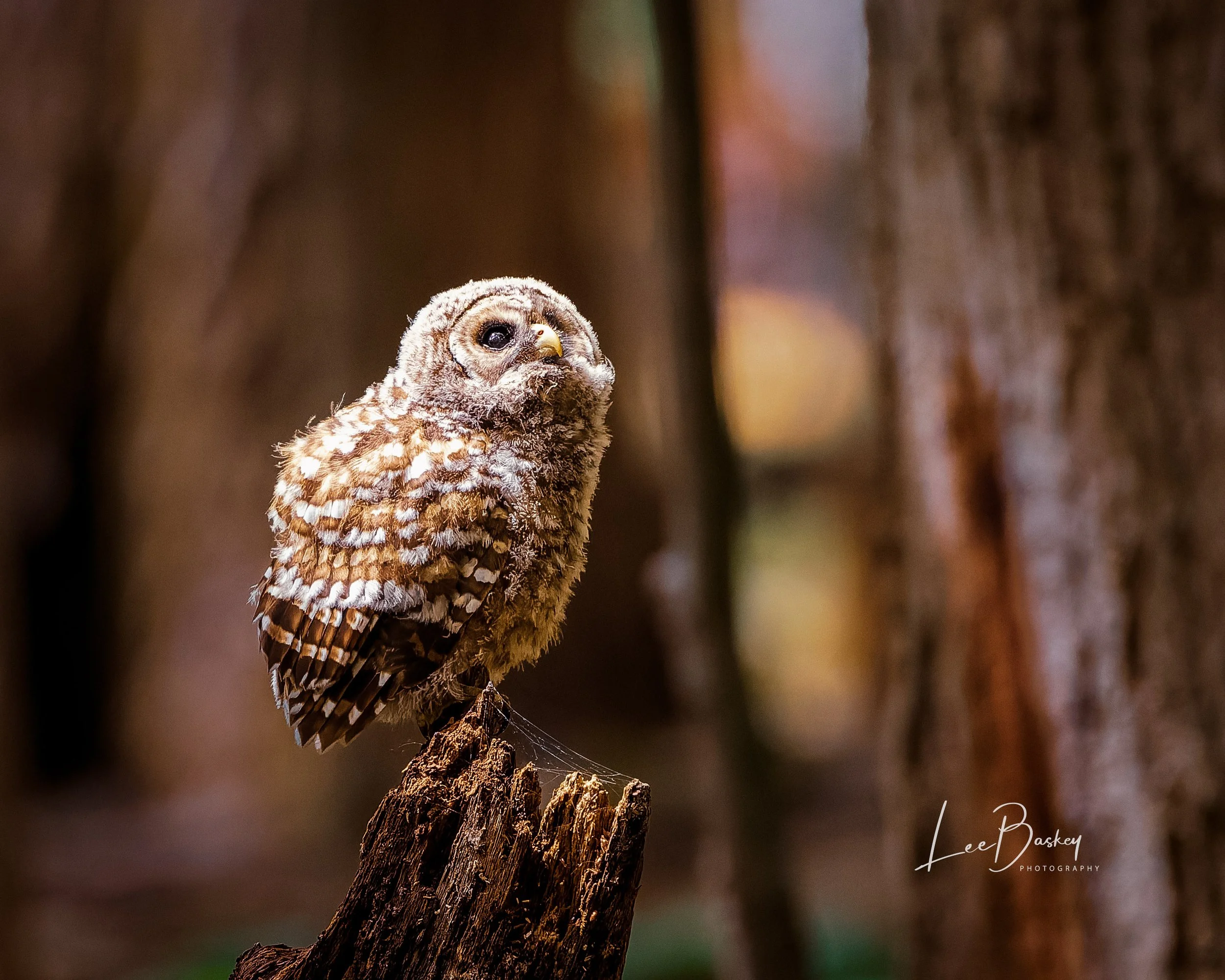 Featured Photographs