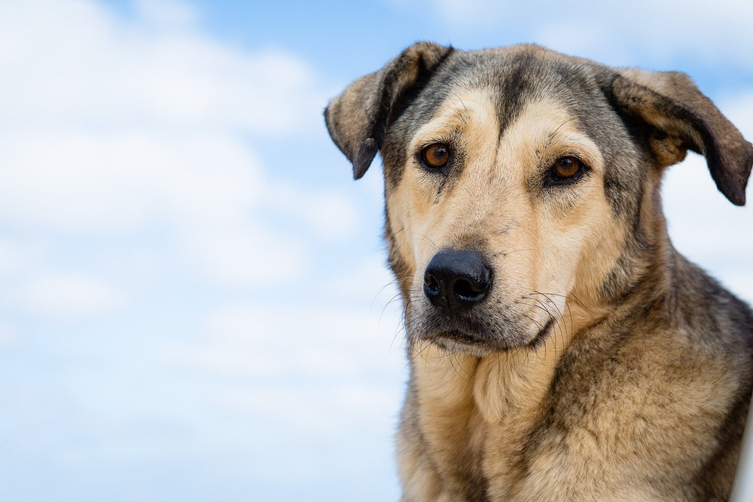 Oklahoma Ruff Refuge