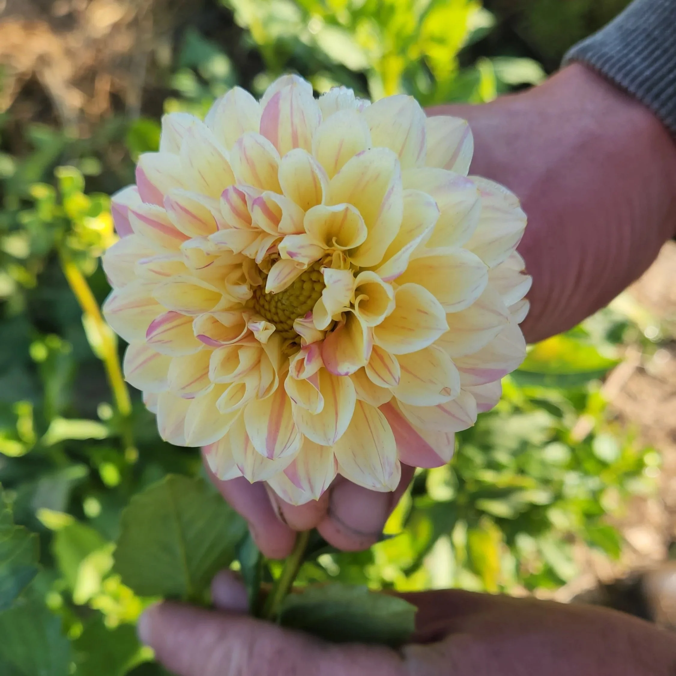 Fred's Confetti Dahlia Tuber