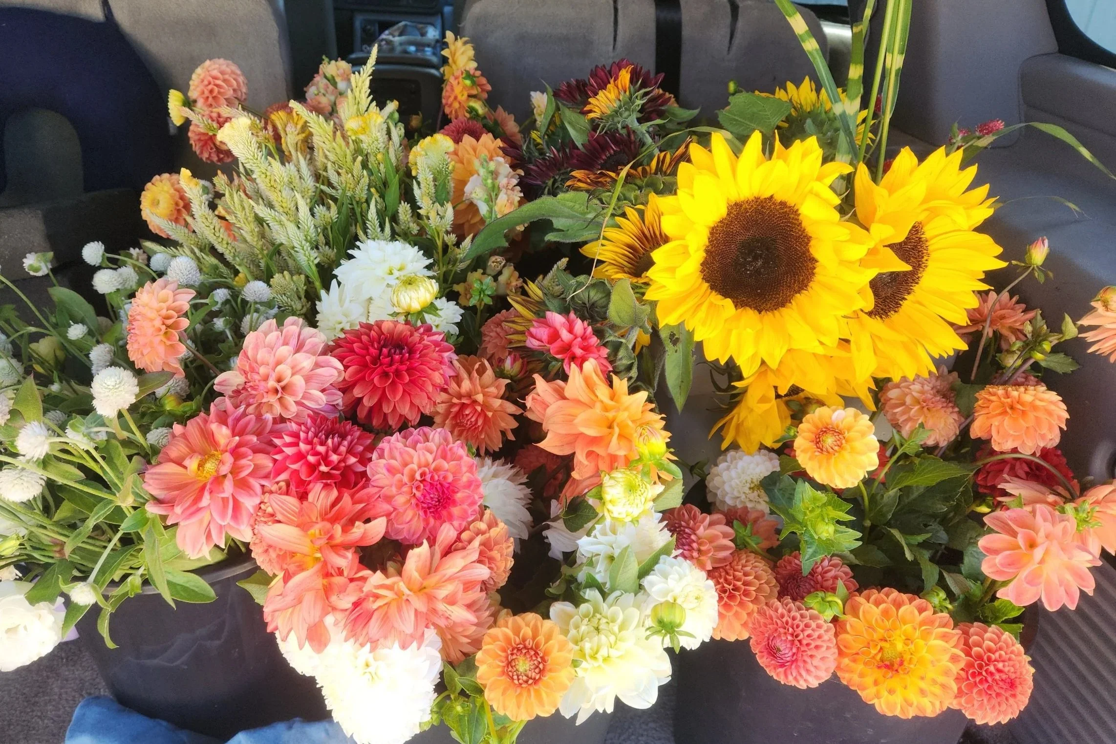 Dahlia tuber value pack of 10 sunset colors