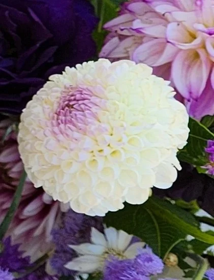 Hollyhill Miss White dahlia tuber