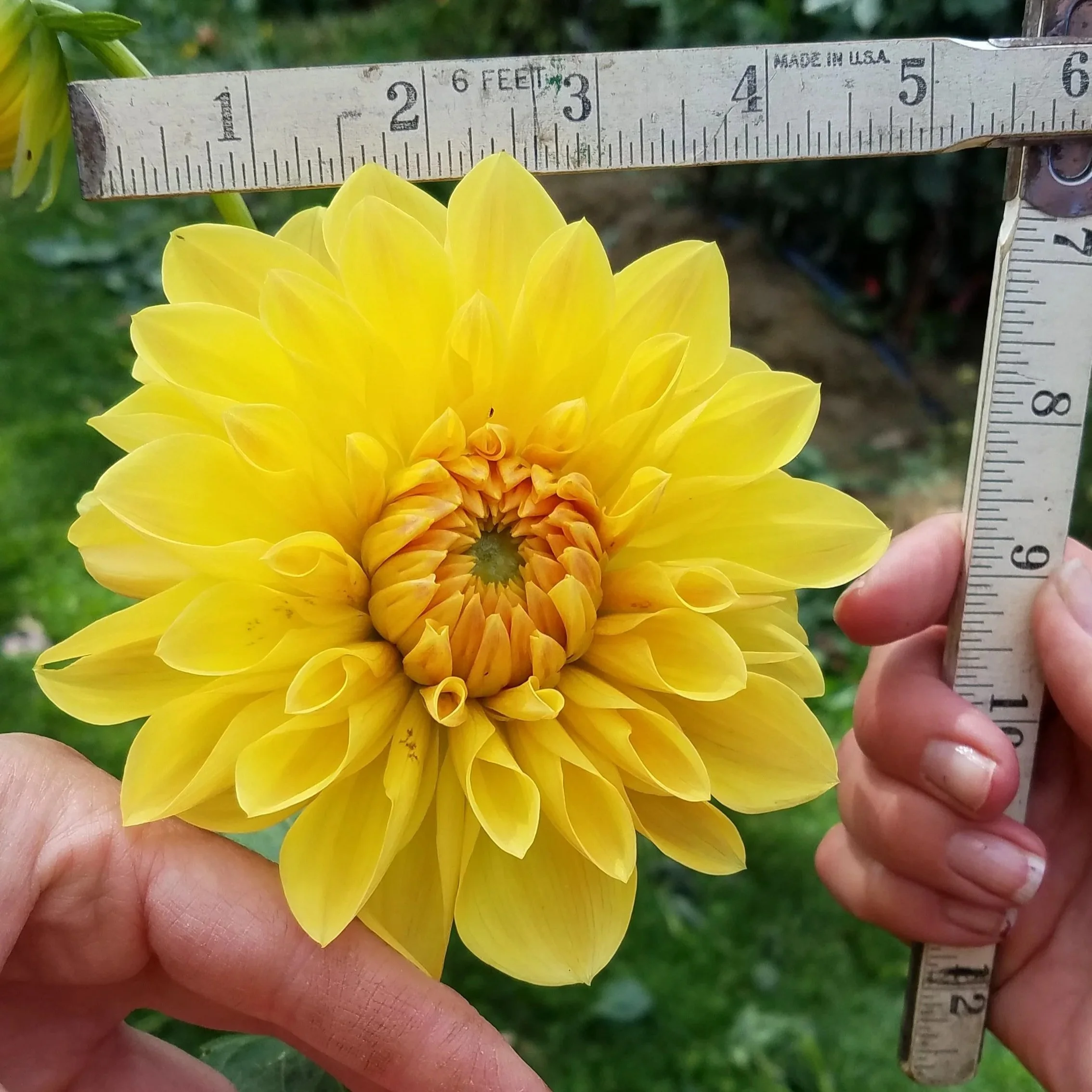 Mary Lou Dahlia Tuber