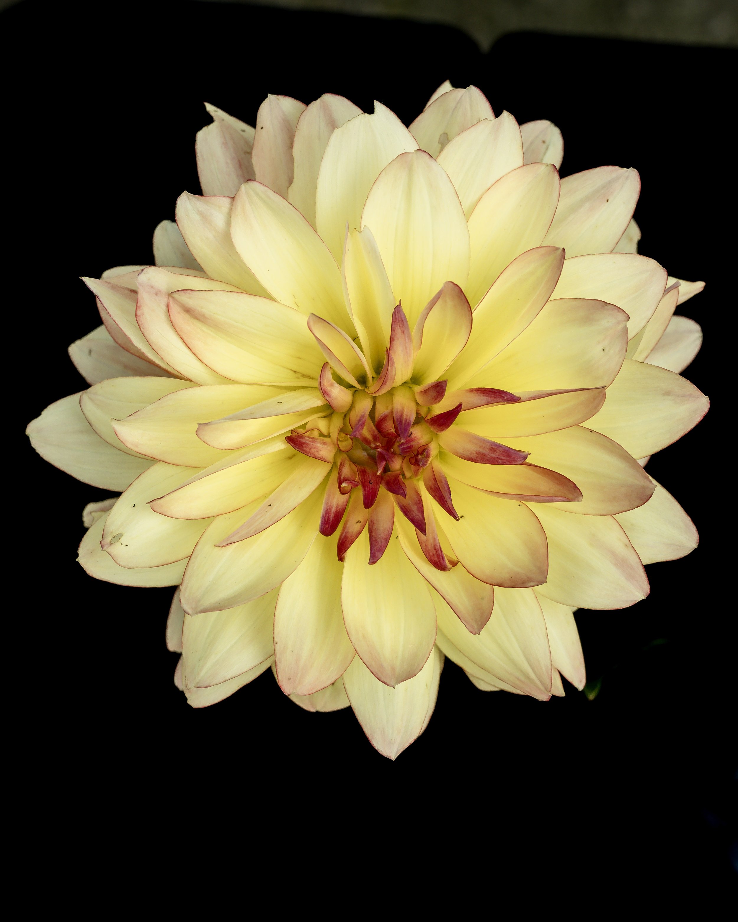 Happy Butterfly Dahlia Tuber