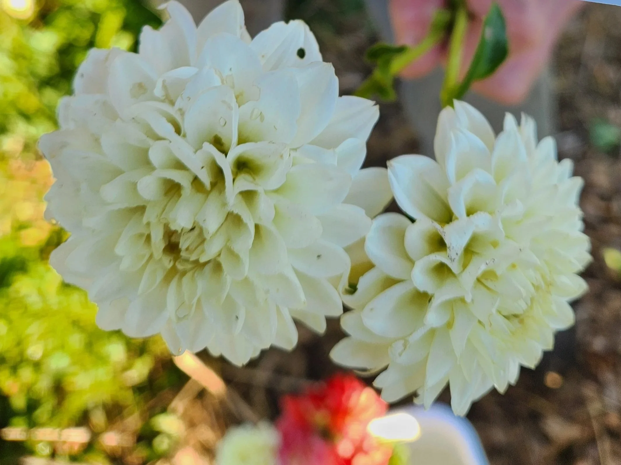 Petra's Wedding Dahlia Tuber