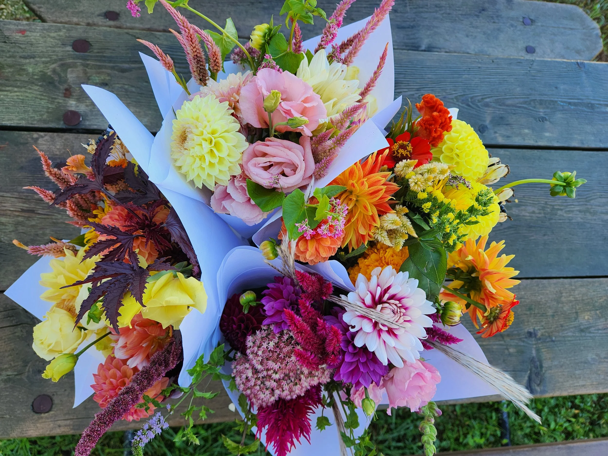 seed starting workshop.jpg