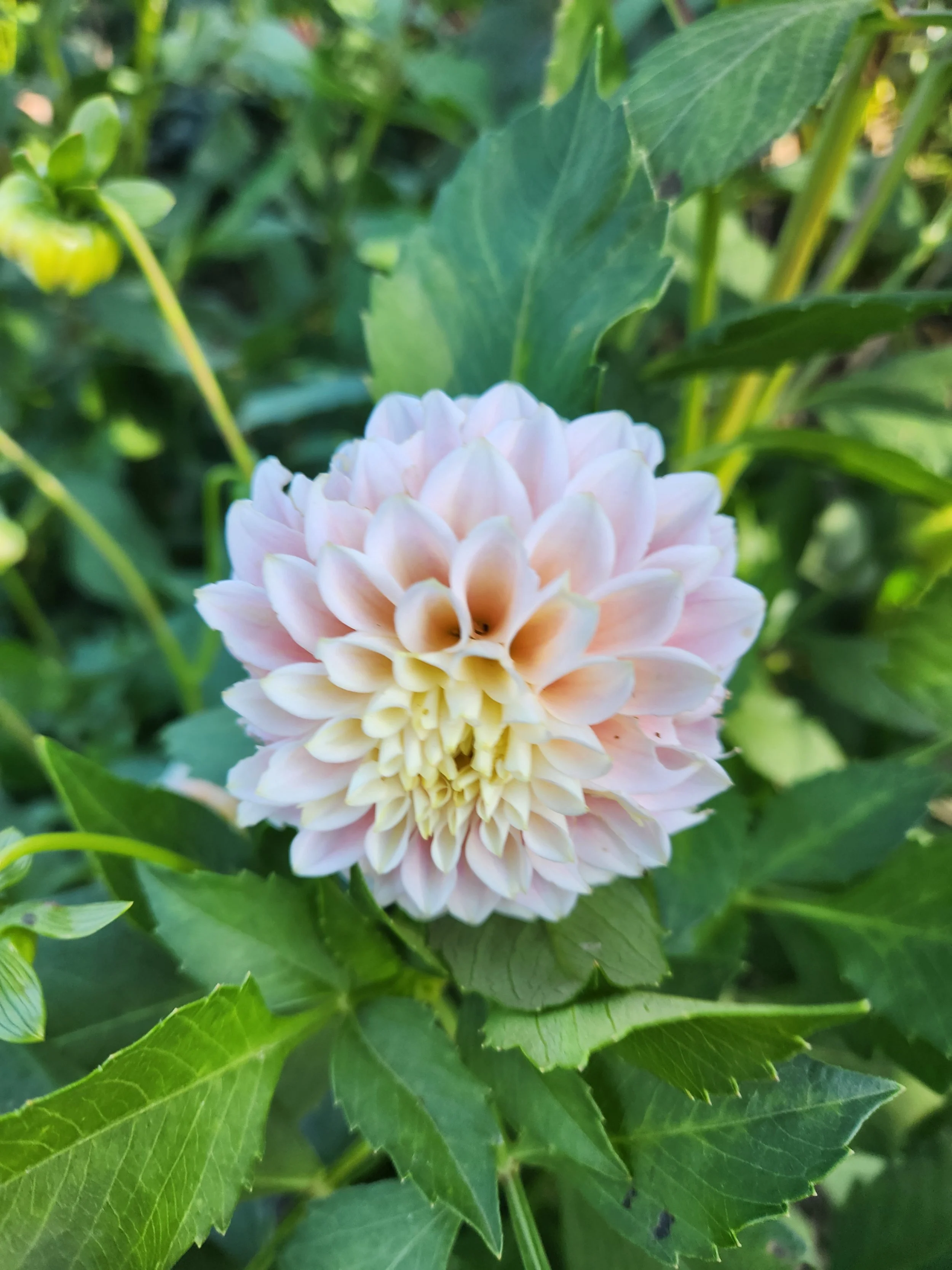 sweet nathalie 2.jpg