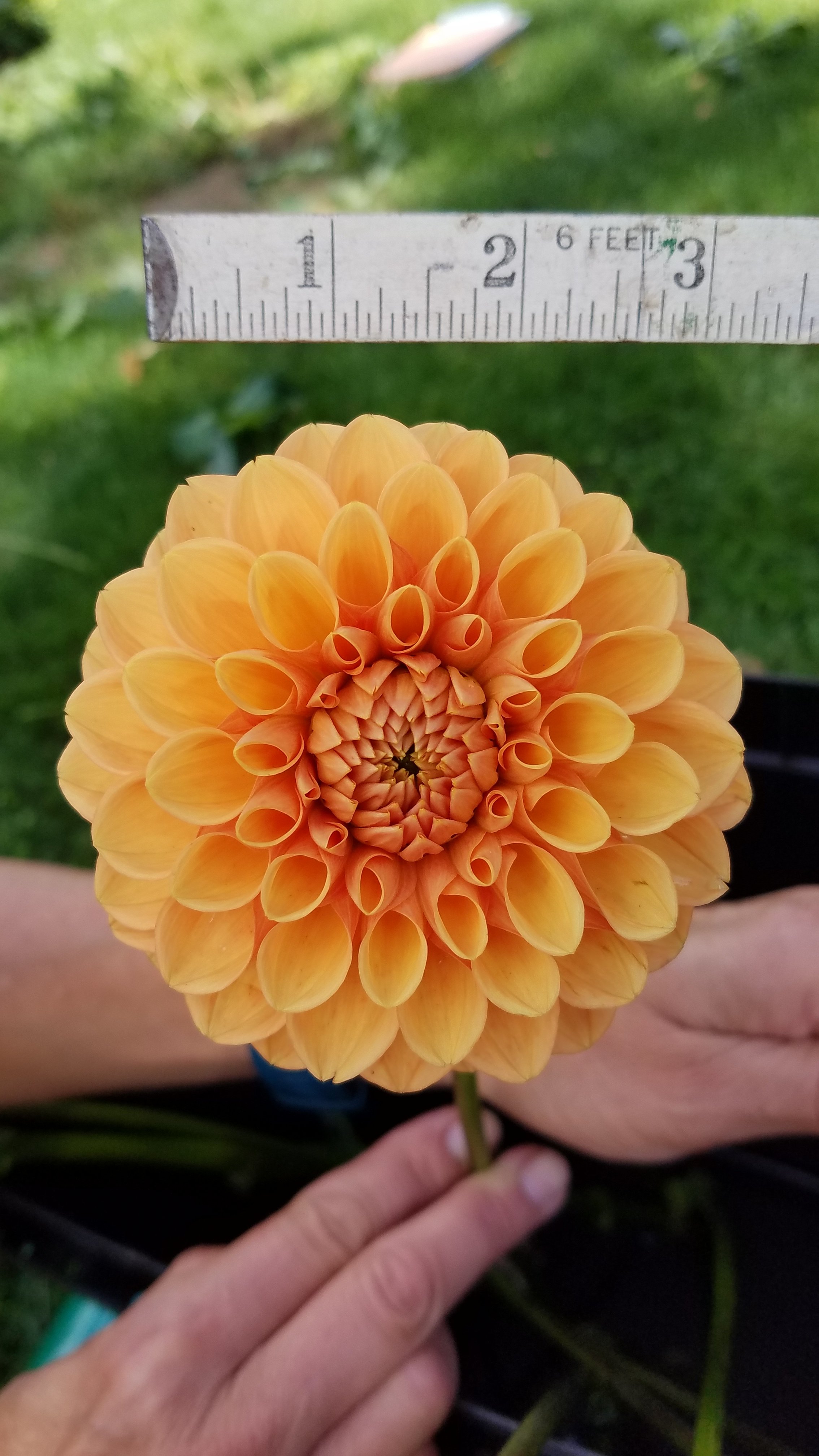 Maarn Dahlia Tuber