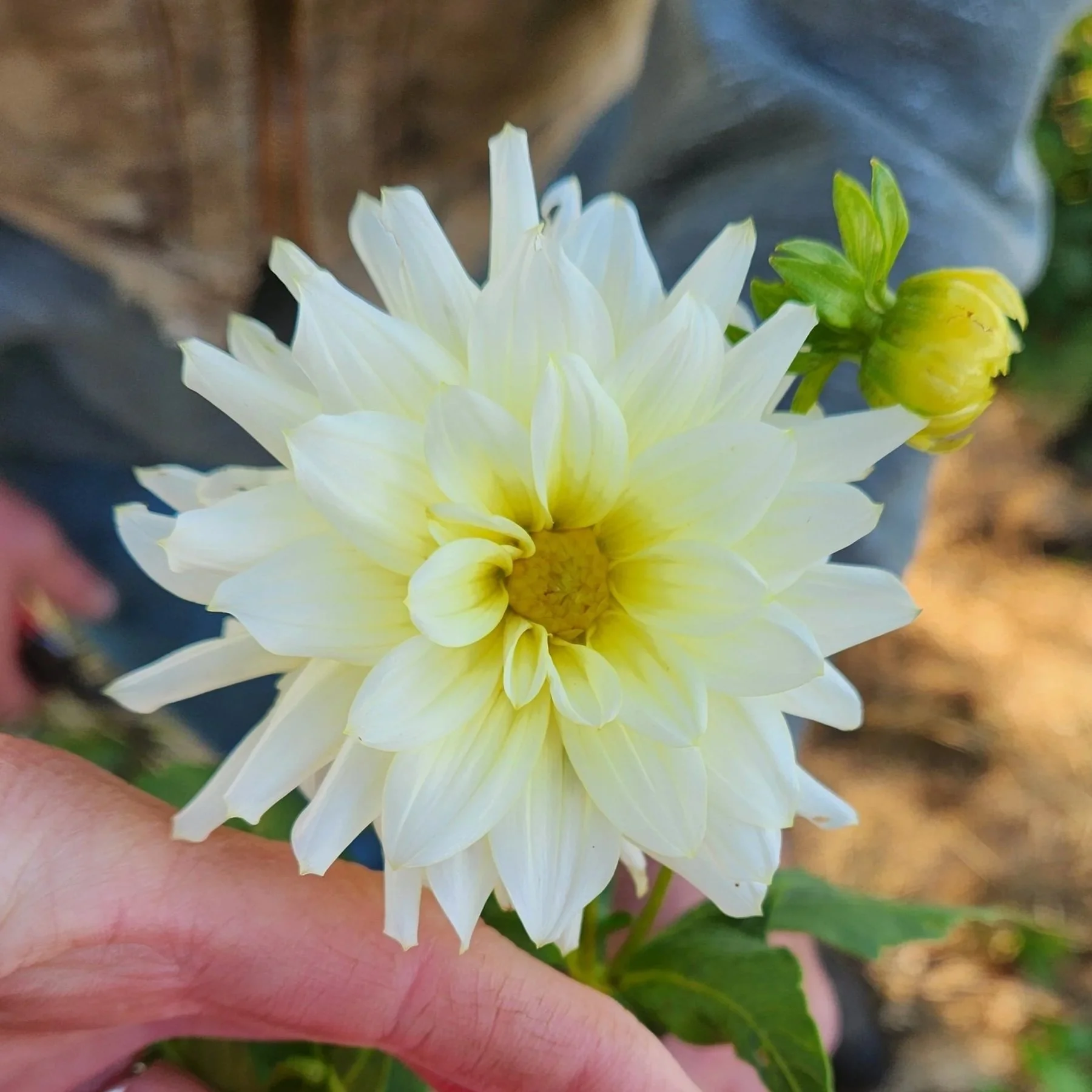 Moonstruck Dahlia Tuber