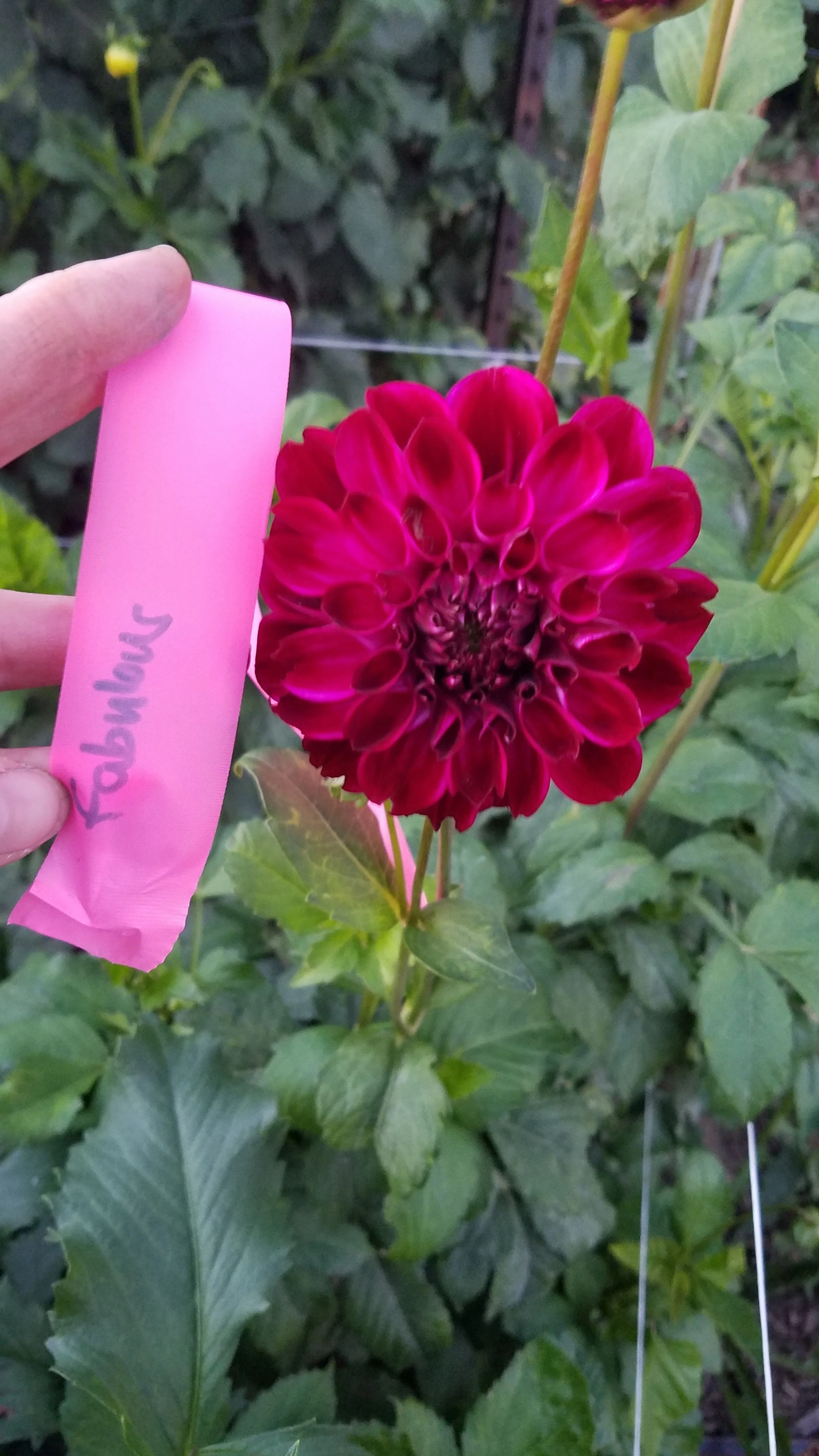 Fabulous dahlia tuber