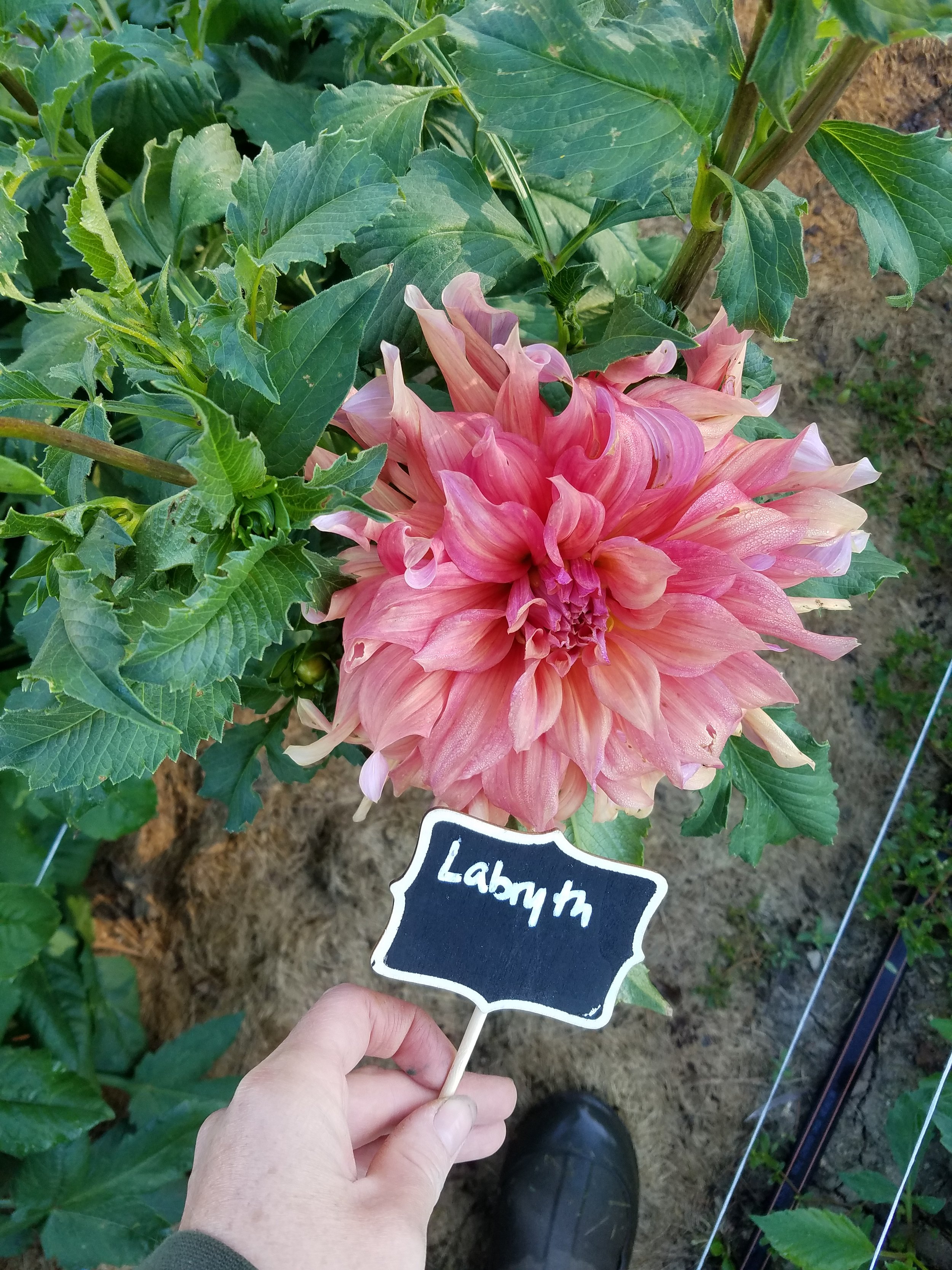 labryth3.jpg