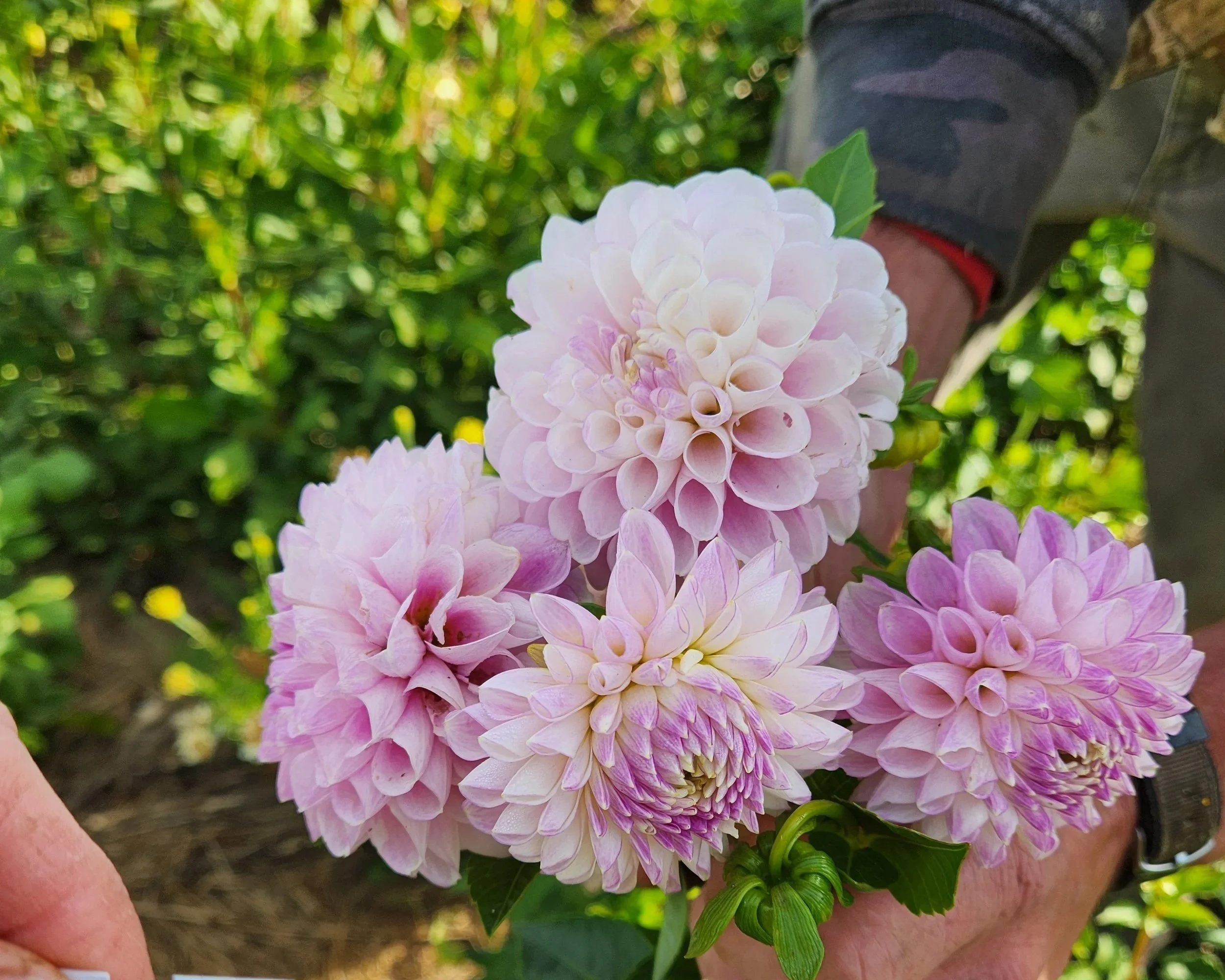 Snoho Sonia Dahlia Tuber