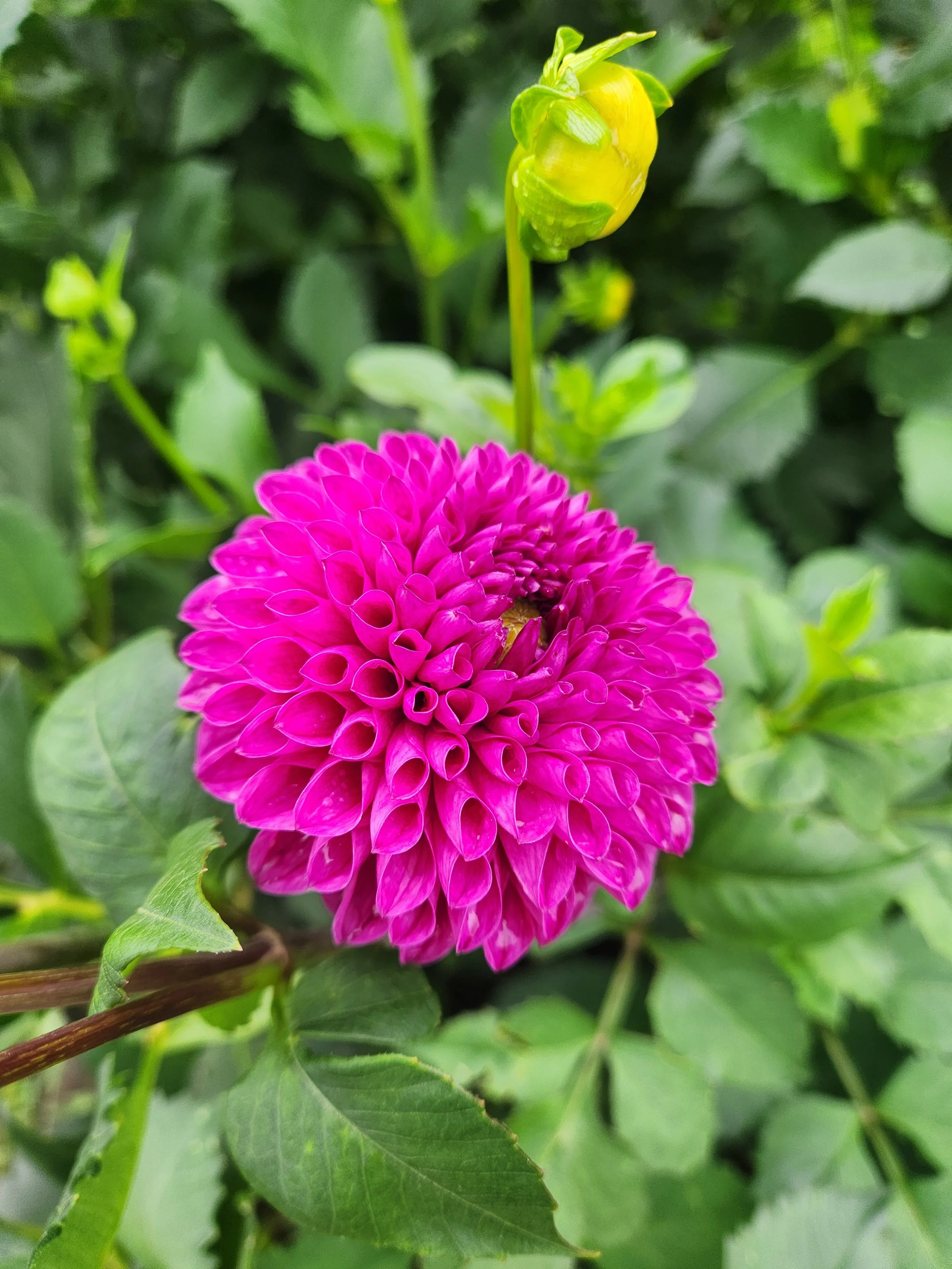 CPW Ball Dahlia Tuber