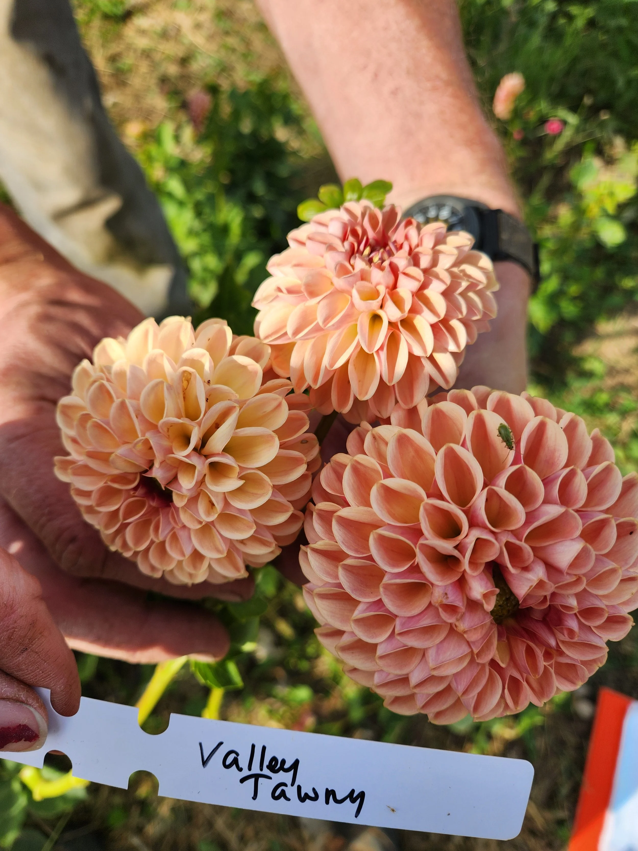 Valley Tawny Dahlia Tuber
