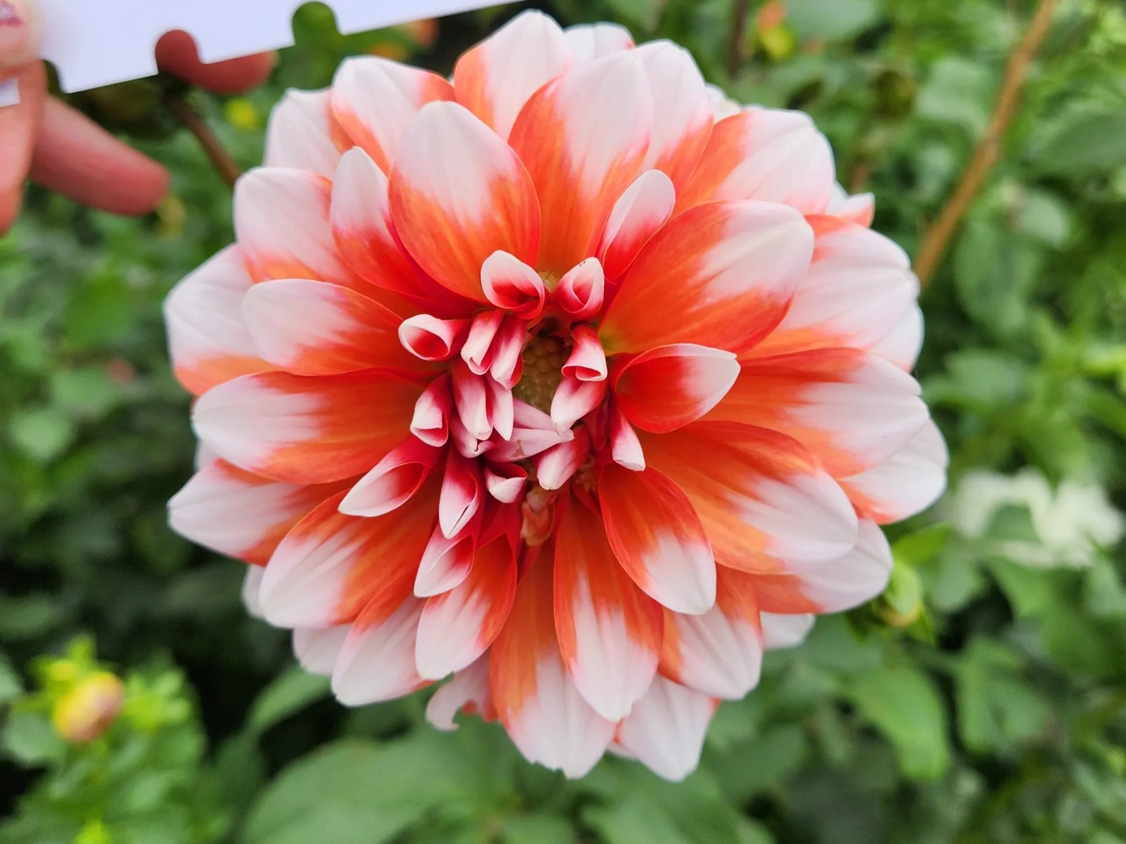 Hollyhill Orange Ice Dalia Tuber