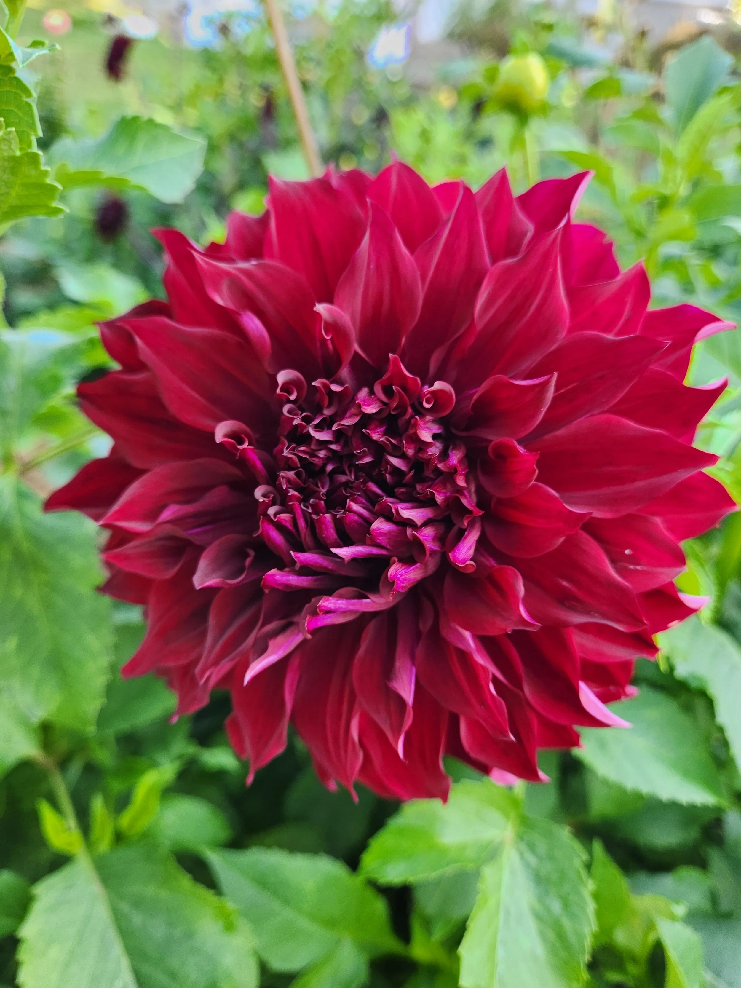 Spartacus Dahlia Tuber
