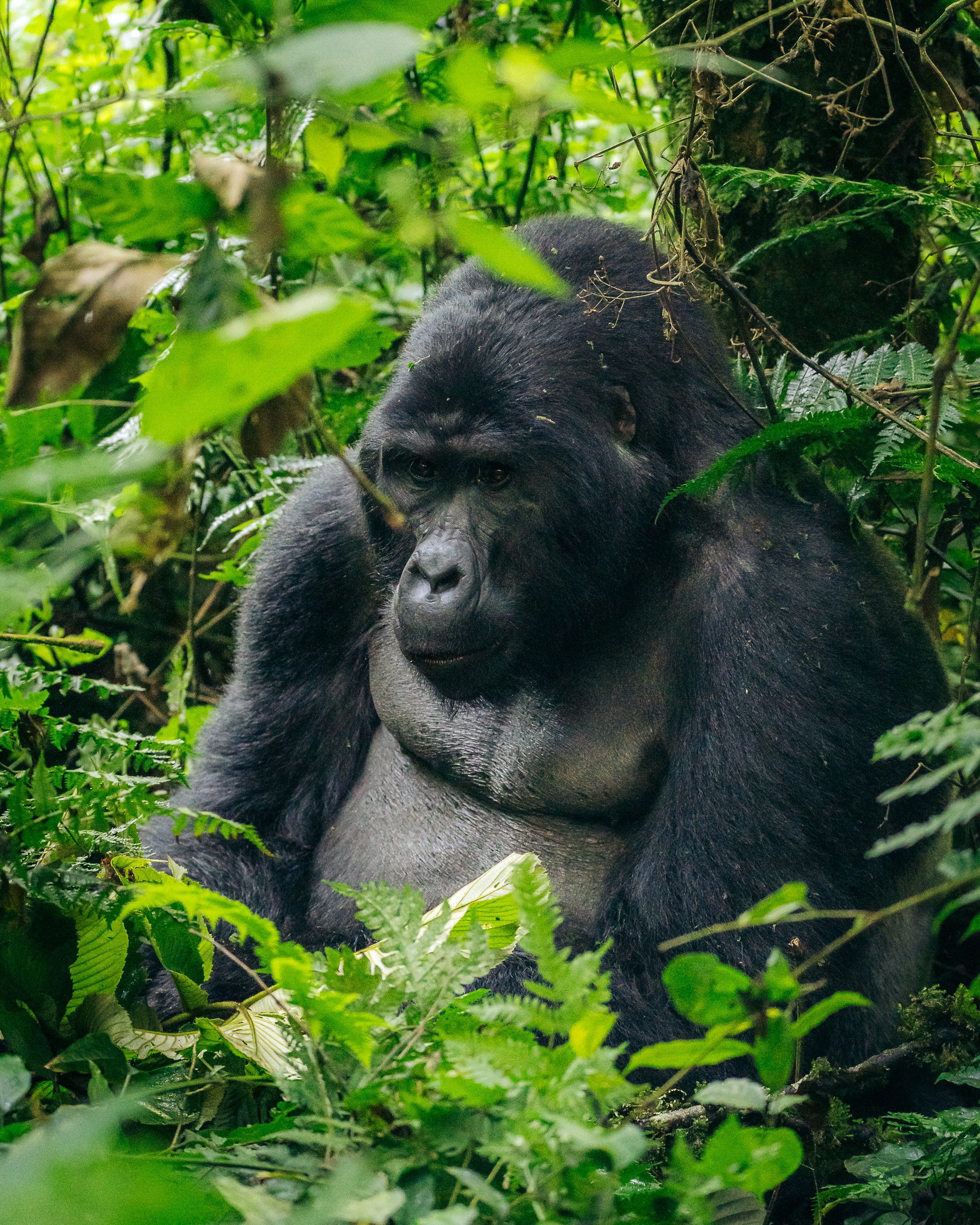 Uganda