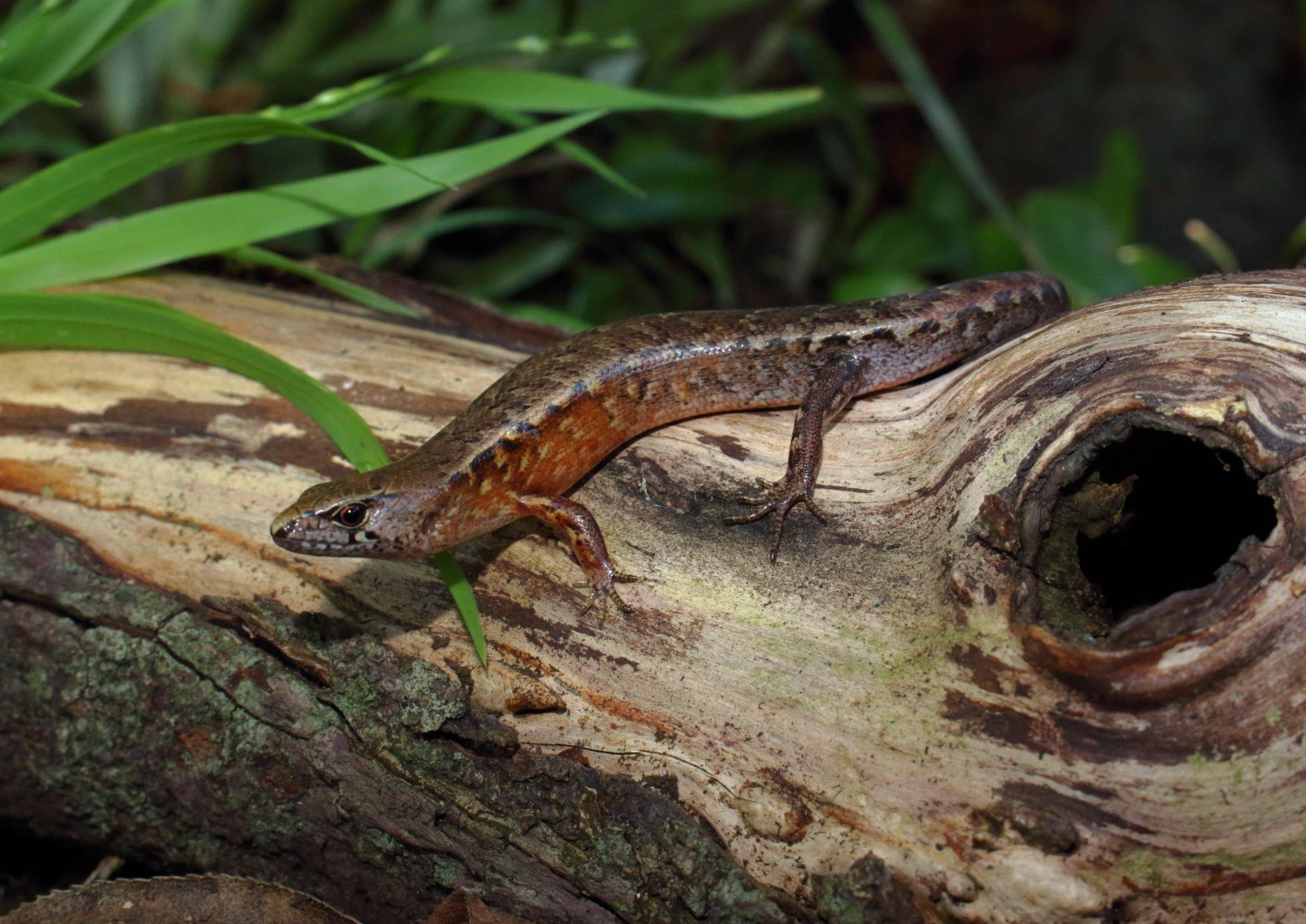 Ornate Skink (Nick Harker)