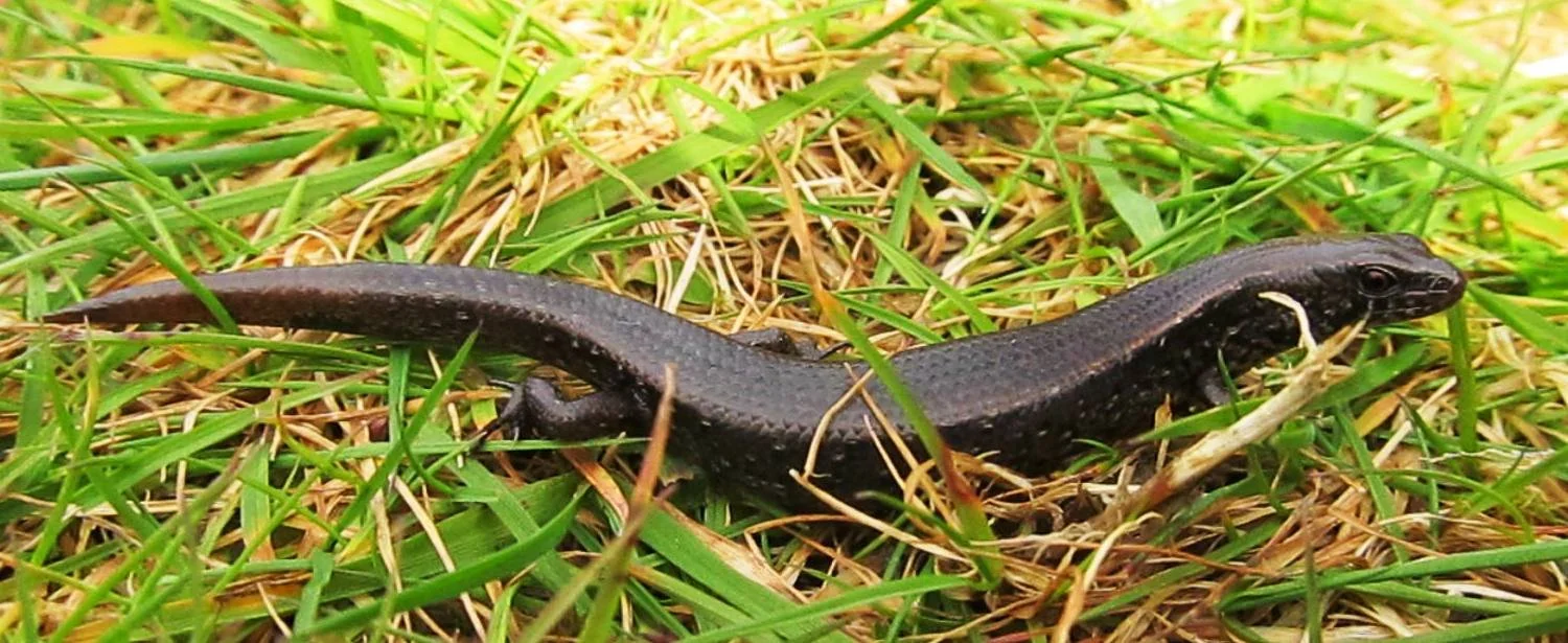 Copper Skink