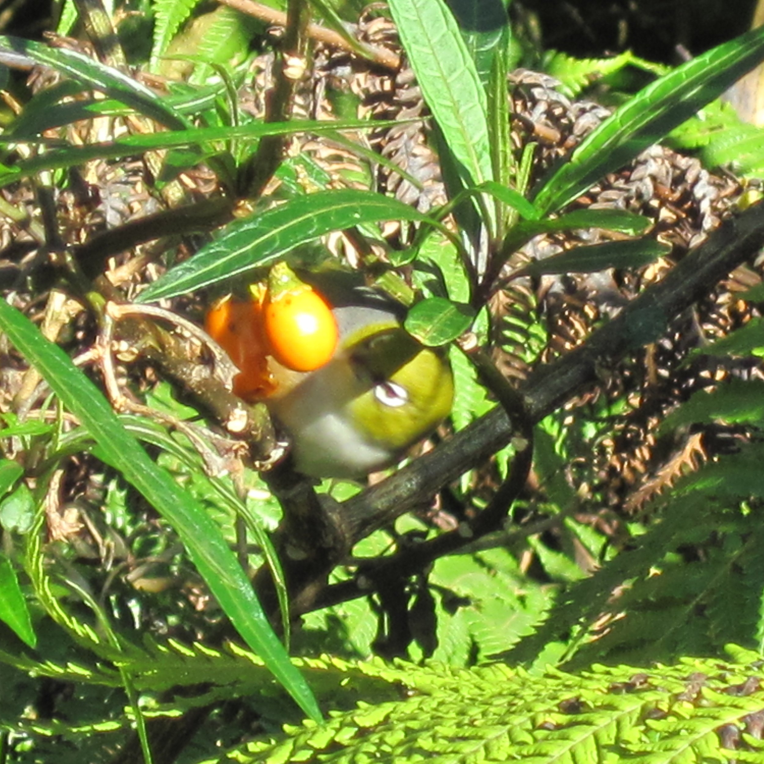 Tauhou/Silvereye