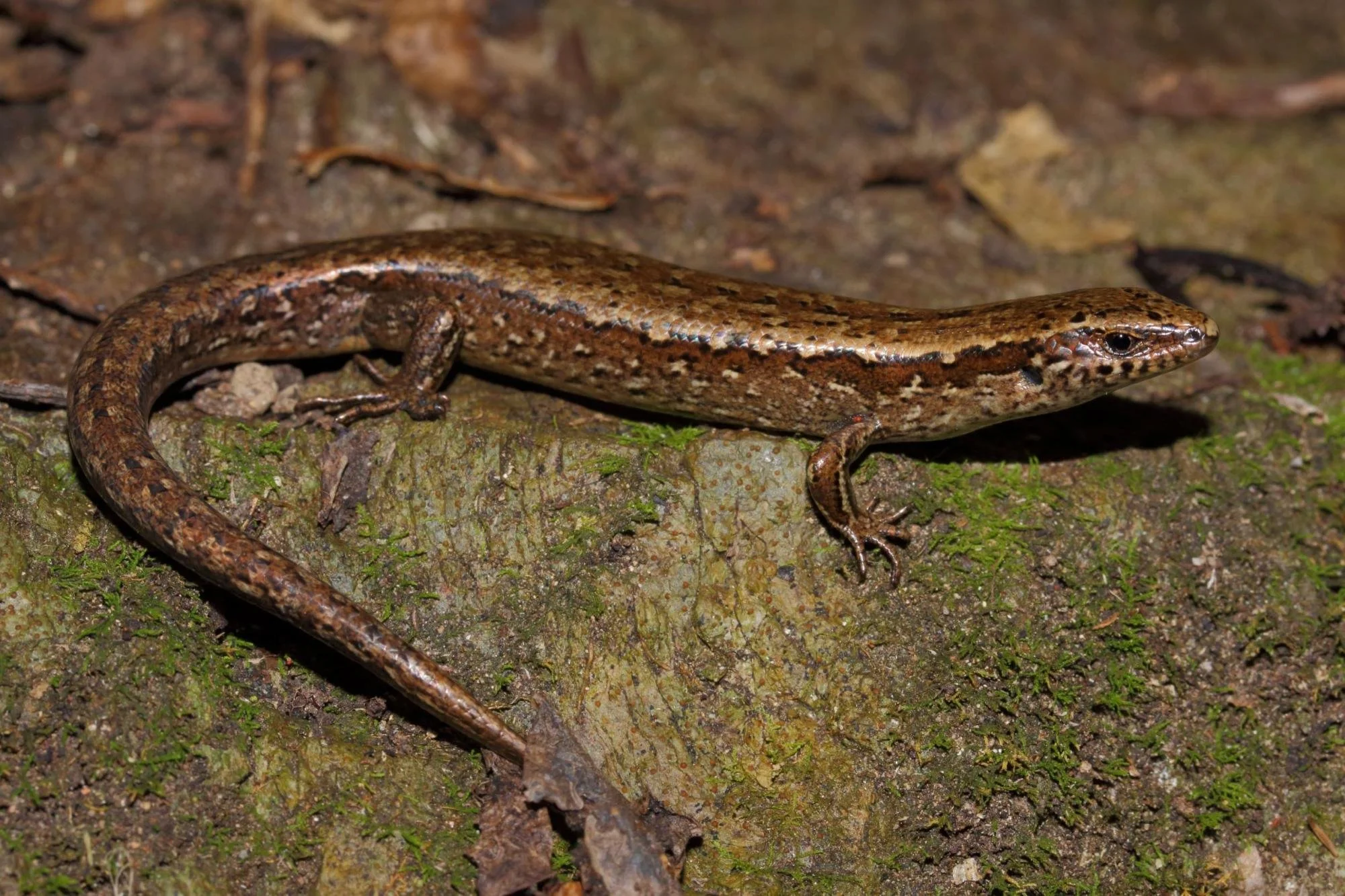 Brown Skink (Nick Harker)