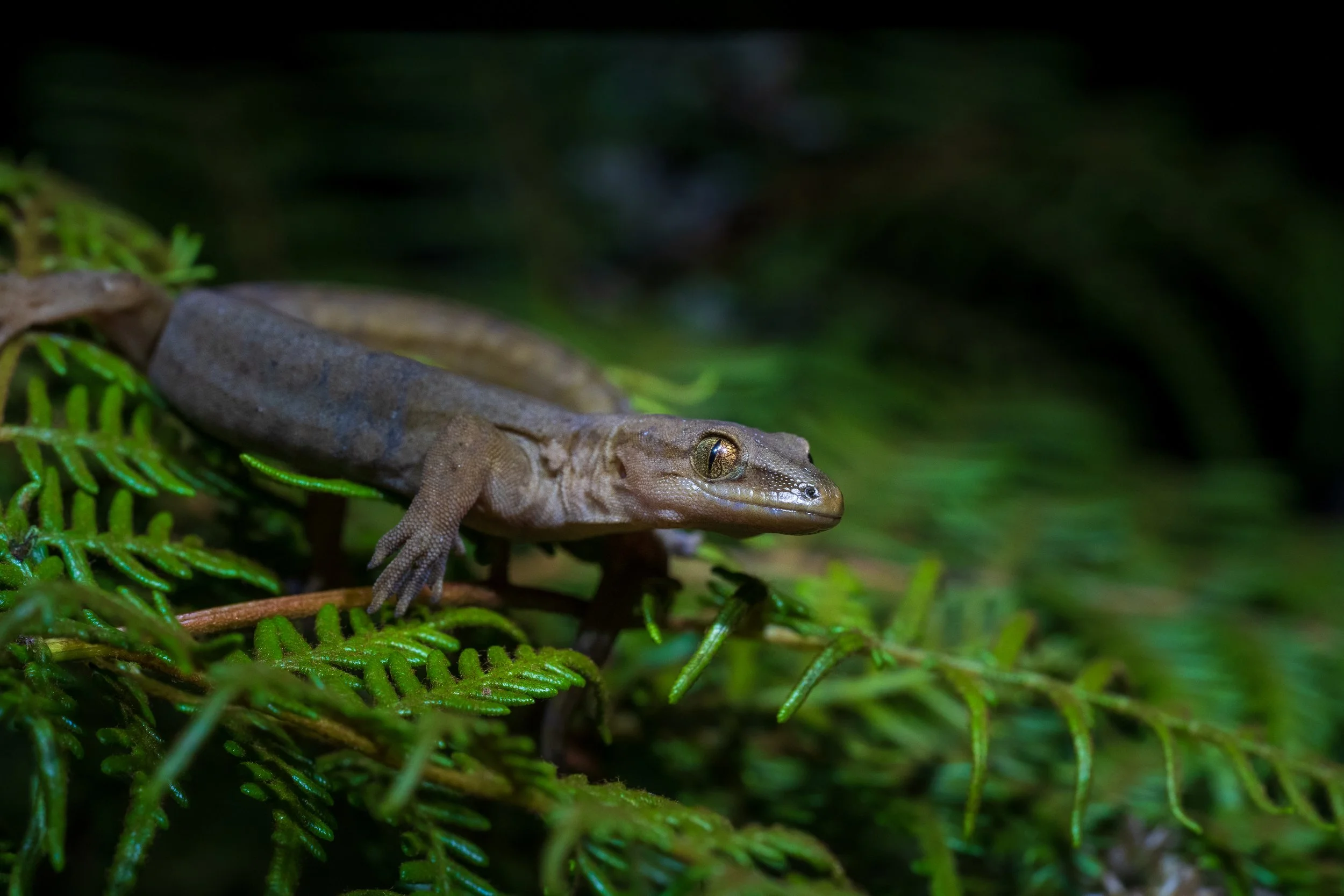 Gold Stripe Gecko