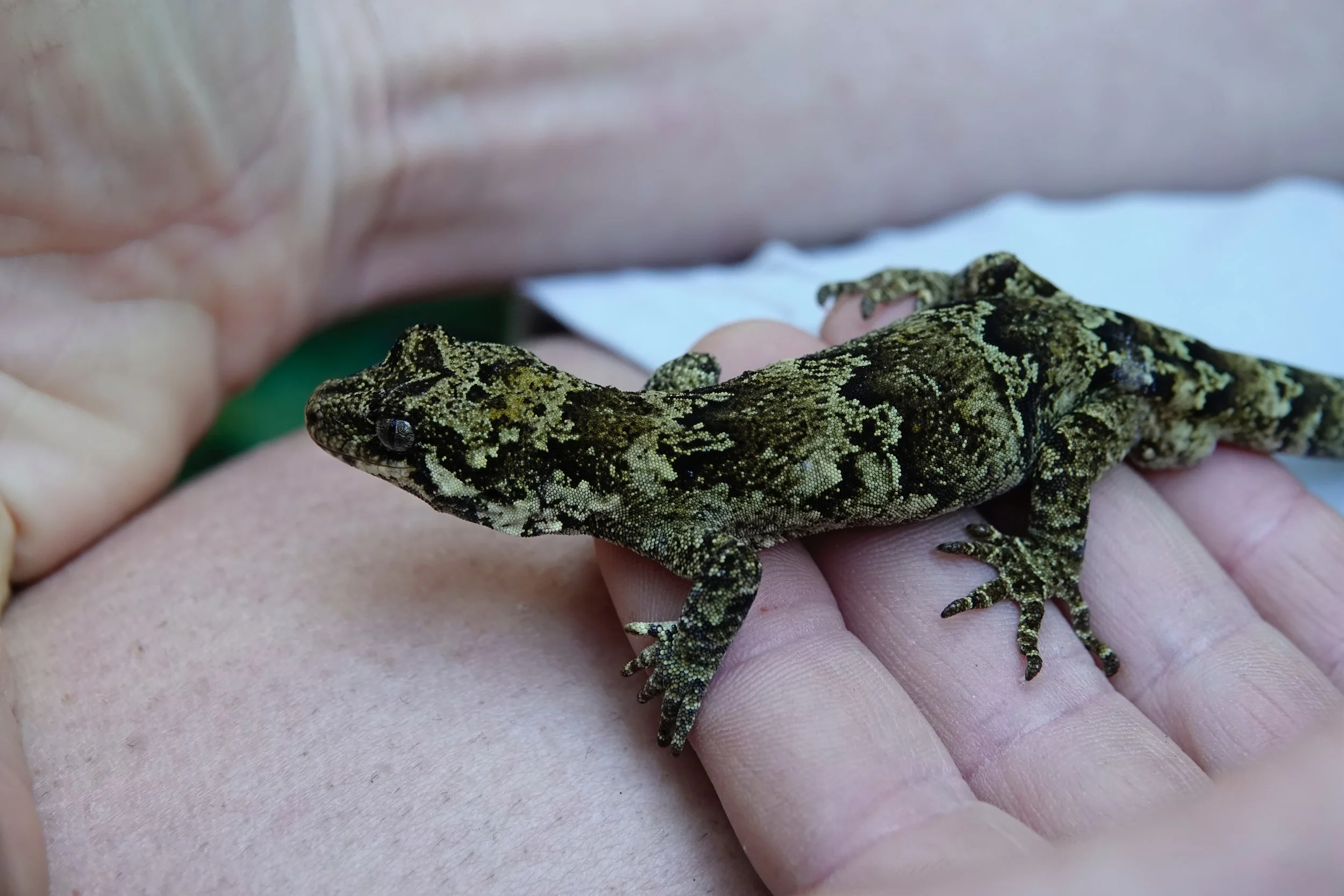 Forrest Gecko