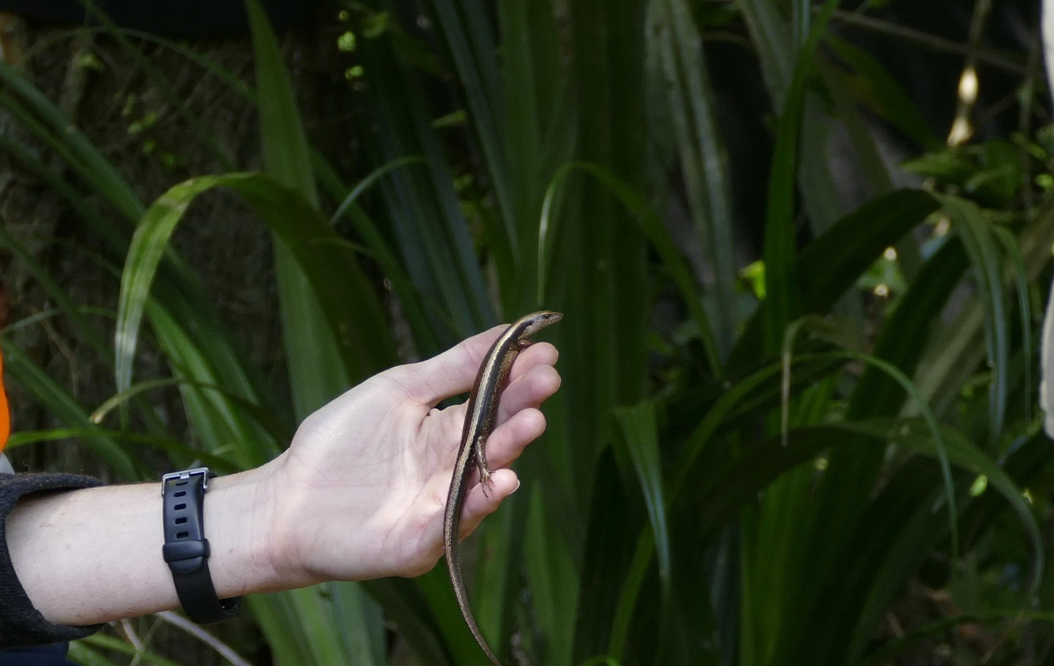 Stripped Skink