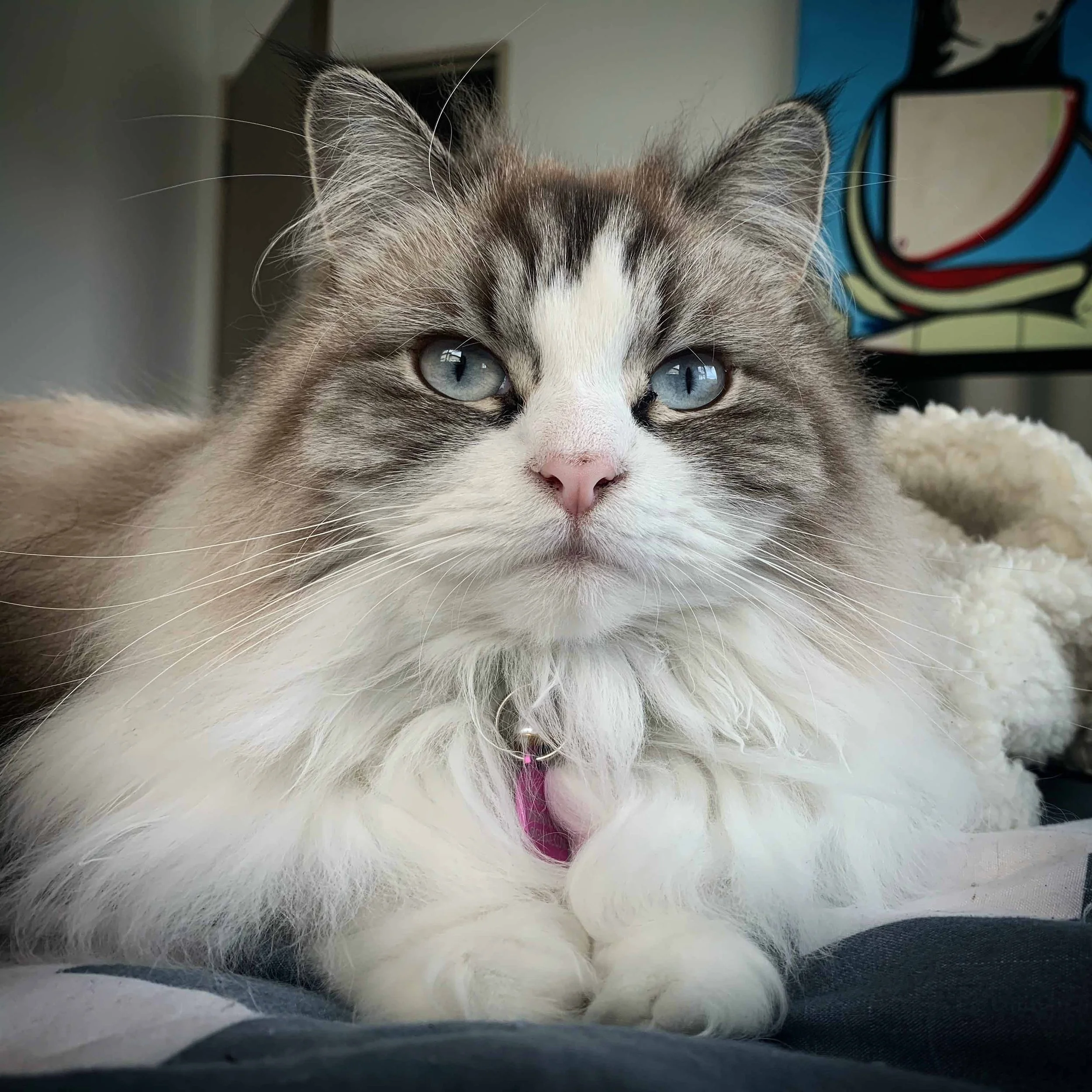 Bespoke Wedding and Events Lucy the cat