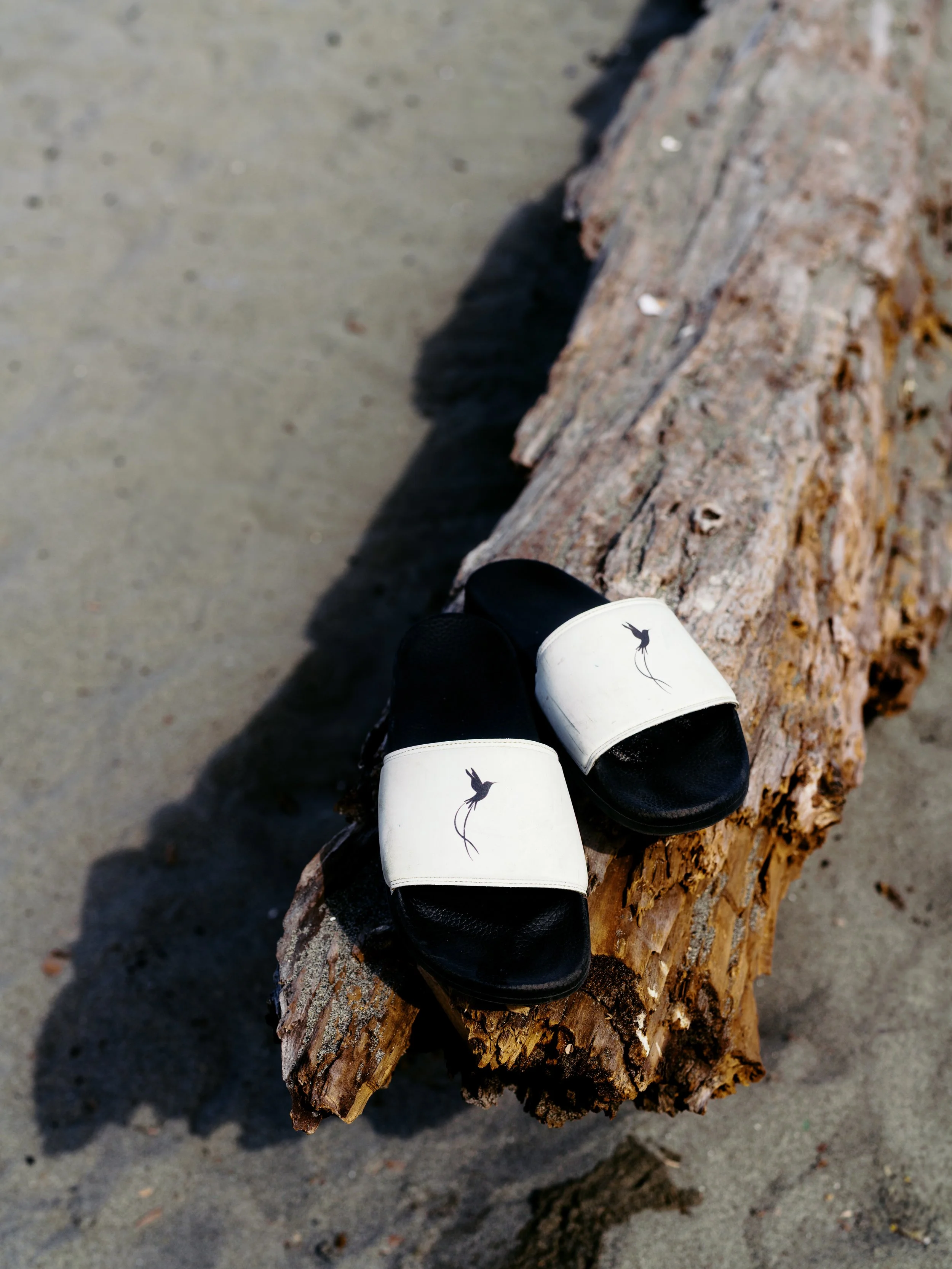 Island_Tings_July_2025-2.jpg