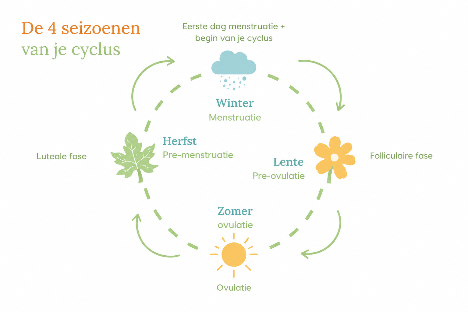 De menstruatiecyclus &amp; voeding per fase