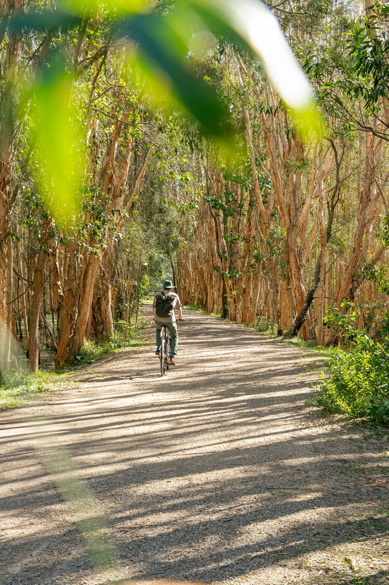 person cycling through natural forest setting