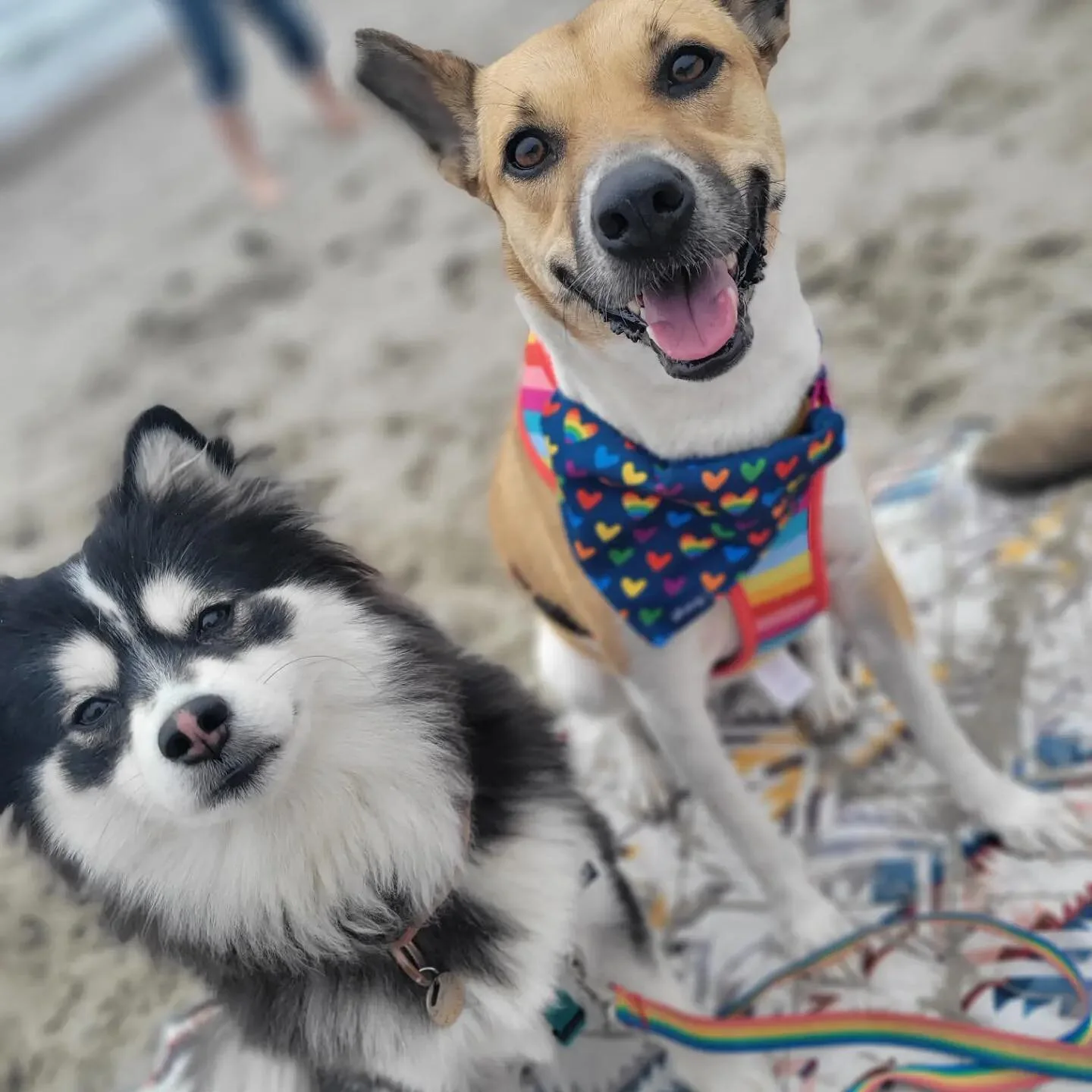 Beach day with my new furiend Bella! Swipe to see me being a camera hog 🐷
.
.
.
#beachdaysarethebestdays #newfuriends #dogadventures #doglife #doglovers #mydogisfamily #dogmom #doglovers #ilovemydog #dogsofig #weratwdogs #pomskydog #digsofinsagram #
