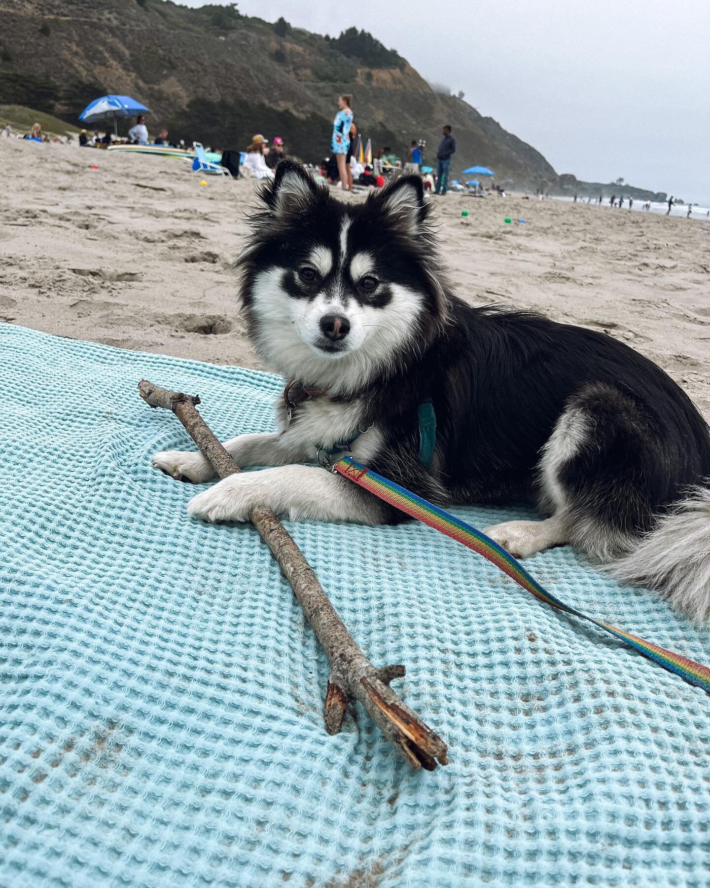 Big Stick Energy
.
.
.
#bigstickenergy #beachday #beachdayinthebay #pomskylove #pomskypuppy #pomsky #floof #instapomskies #pomskyunlimited #pomsky_features #cutepomskyfeatures #pomskyworld #pomskiesofinstagram #pomskyperfection #minihusky #pomskylife