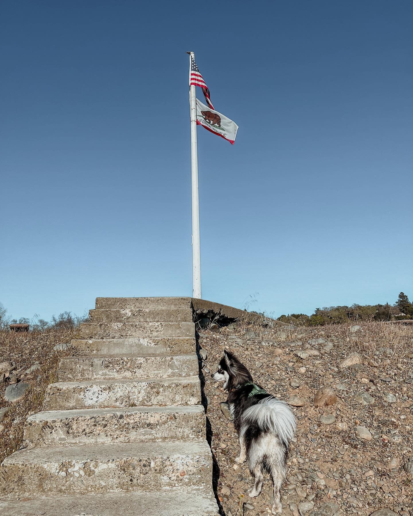 Not a happy 4th of July this year for us, but we are CA proud ❤️🤍💙
.
.
.
#unhappyfourthofjuly #fourthofjuly #californialove #californiaflag #californiarepublic #pomskylove #pomskypuppy #pomsky #floof #instapomskies #pomskyunlimited #pomsky_features