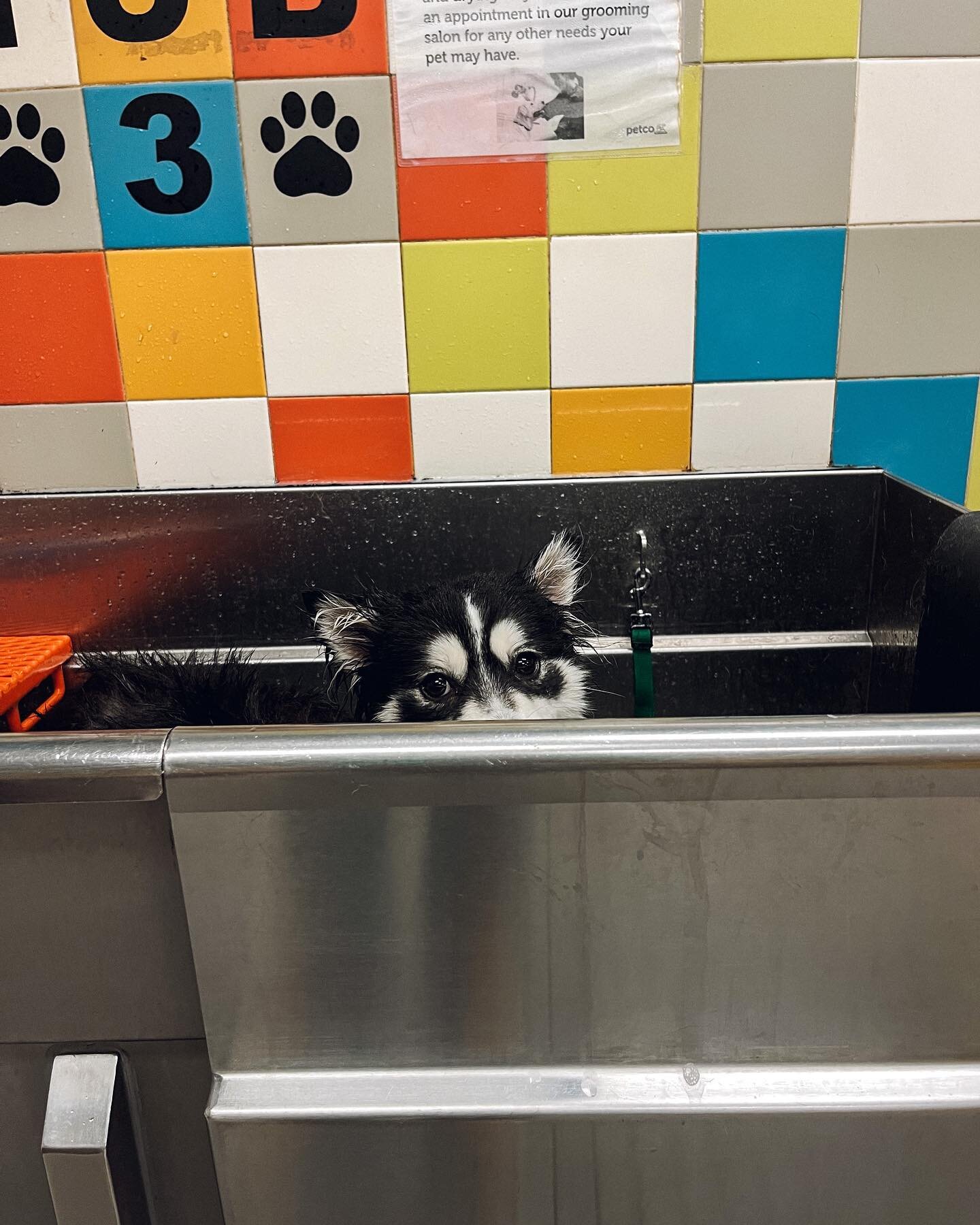 You dink, you stink you get in the sink! 
.
.
.
#muddypaws #bathtime #scrubadubdub 
#husky #huskypuppy #huskylife #huskylove #huskiesofinstagram #huskyworld #pomeranian #pomeranianpuppy #huskygram #huskylovers #huskyofig #cutehusky #huskygram

@james