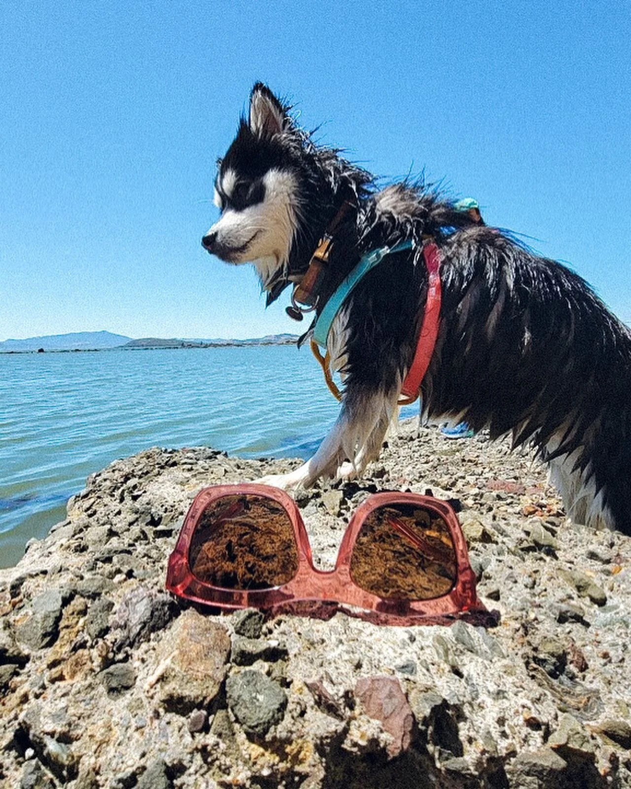 Suns out, fun&rsquo;s out! I love swimming in the ocean 💙
.
.
.
#sunsout #summervibes #pomskylove #pomskypuppy #pomsky #floof #instapomskies #pomskyunlimited #pomsky_features #cutepomskyfeatures #pomskyworld #pomskiesofinstagram #pomskyperfection #m