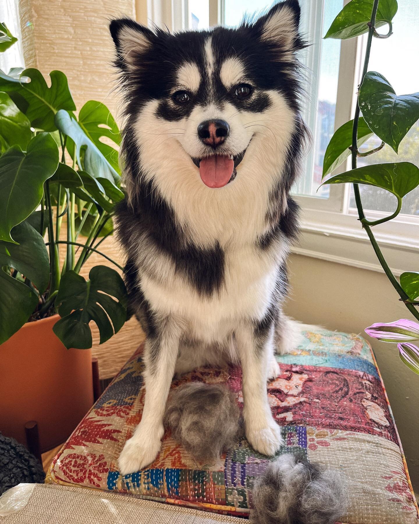 When your floof makes little floofs. Happy #tot furiends!
.
.
.

#furbaby #furbabylove #puppydays #puppyface #sweetbabyangel #floof #floofer #pomskylove #pomskypuppy #pomsky #floof #instapomskies #pomskyunlimited #pomsky_features #cutepomskyfeatures 