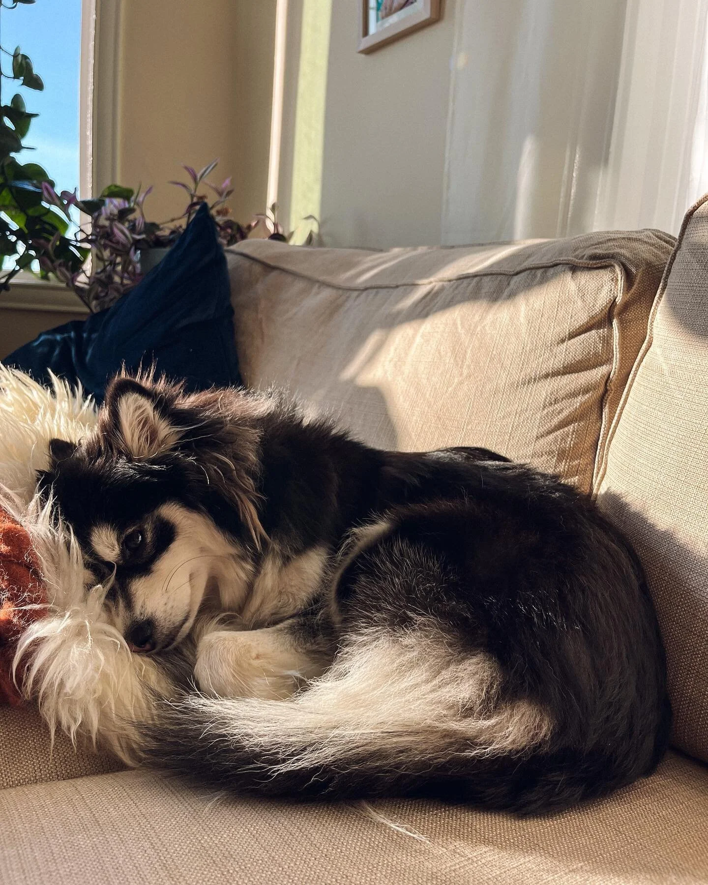 Once around the sun for this one! Happy birthday sweet Tig! ❤️☀️💫
.
.
.
#birthdaygirl #birthdaypup #pomskylove #pomskypuppy #pomsky #floof #instapomskies #pomskyunlimited #pomsky_features #cutepomskyfeatures #pomskyworld #pomskiesofinstagram #pomsky