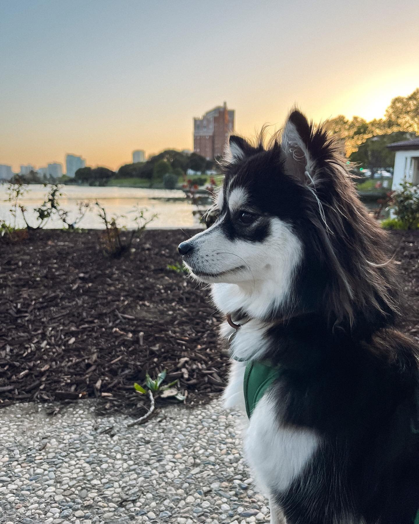 It&rsquo;s been a minute friends but I&rsquo;m back and I&rsquo;m feeling better! Slowly going on little walks again. Also we moved the Oakland! Lots of new exploring to do!
.
.
.

#pomskylove #pomskypuppy #pomsky #floof #instapomskies #pomskyunlimit