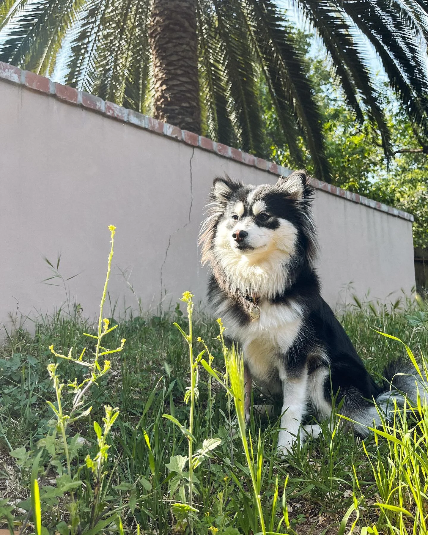 ☀️Sunny Sunday☀️
.
.
.
#sunnysunday #furbaby #furbabylove #puppydays #puppyface #sweetbabyangel #cutepuppypics #puppylife #puppiesofig #puppyshenanigans #puppy #cutestpuppy #pupstagram #puppies #puppyoftheday #pandemicpuppy #pomskylove #pomskypuppy #